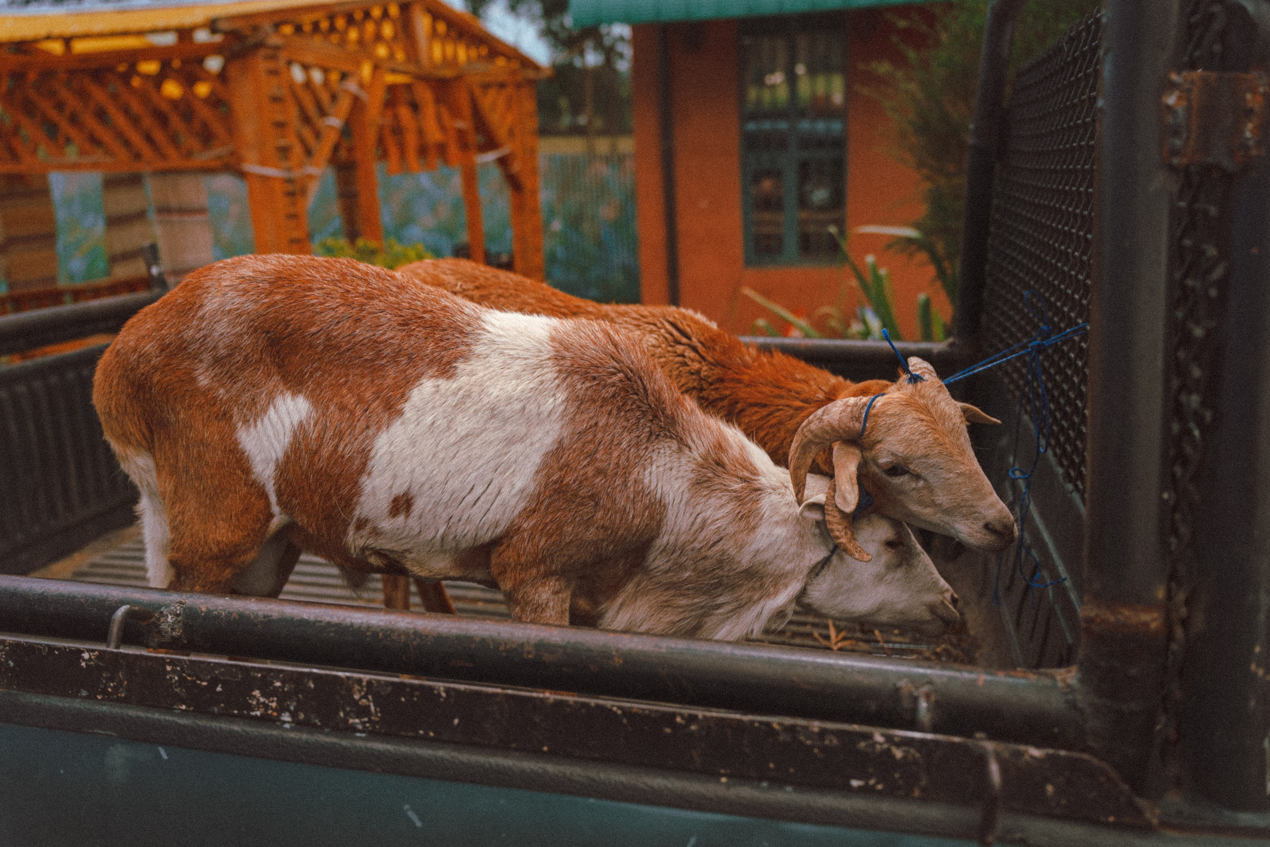 сельское хозяйство эфиопии