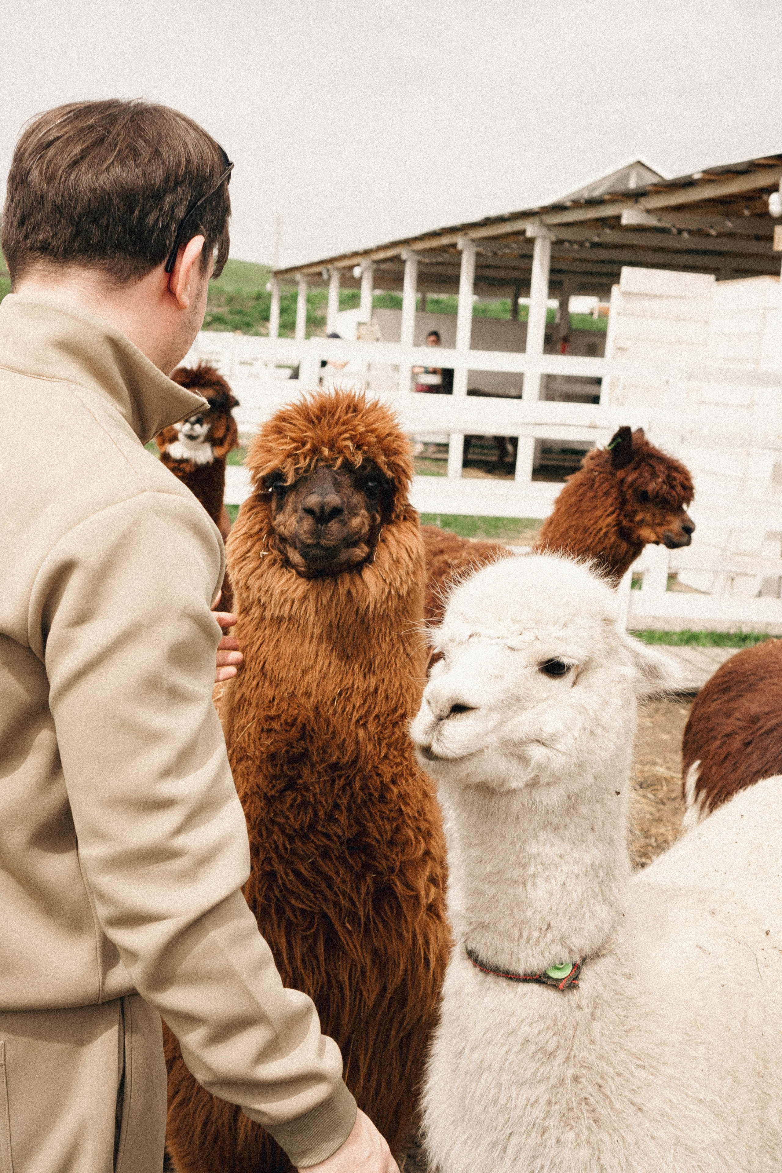 Ферма Альпак. Профессиональный фотограф, Санкт-Петербург — Виктория Богомолова