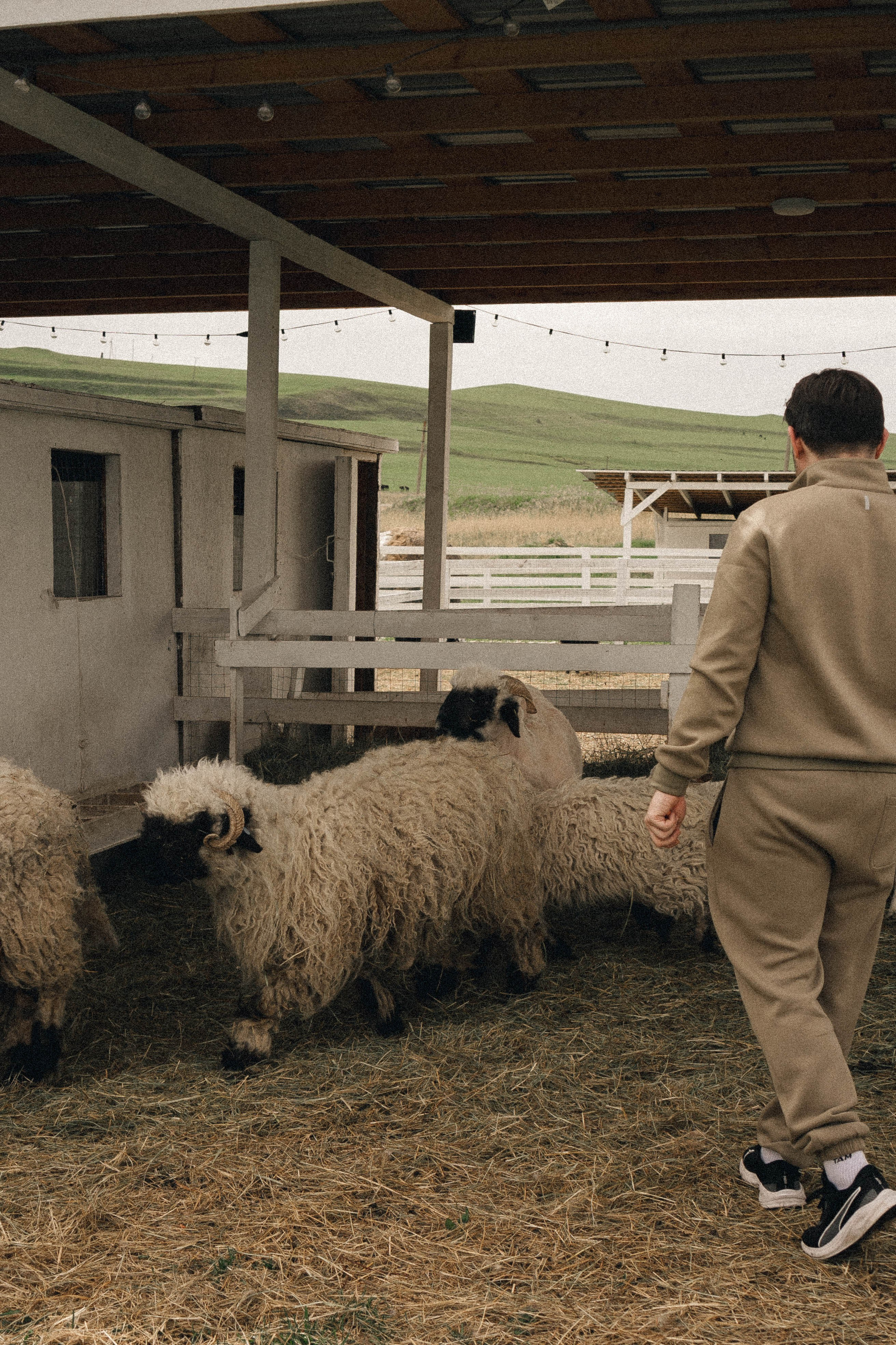 Ферма Альпак. Профессиональный фотограф, Санкт-Петербург — Виктория Богомолова
