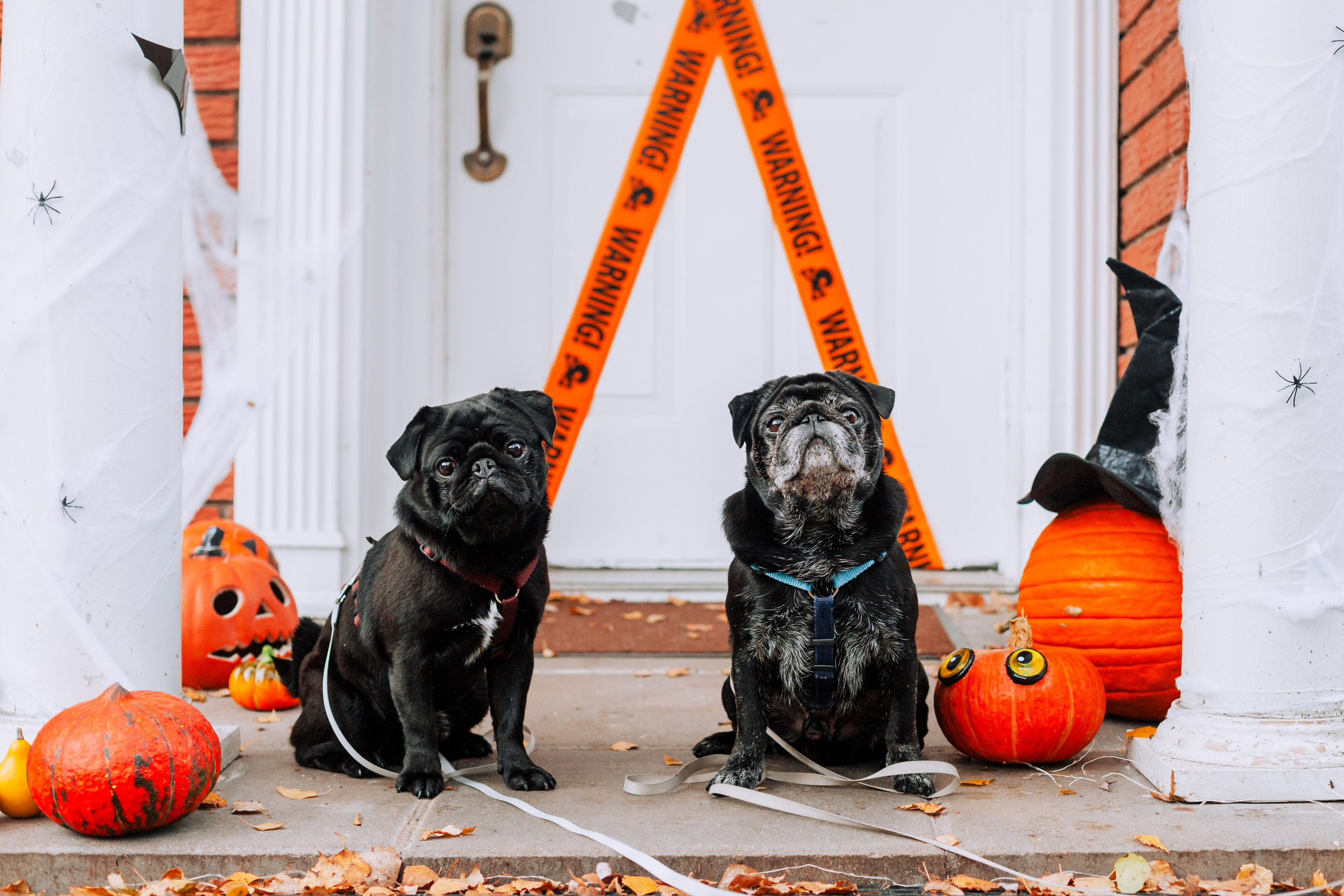Оля, Харви, Луис. Фотограф-анималист Татьяна Степанова