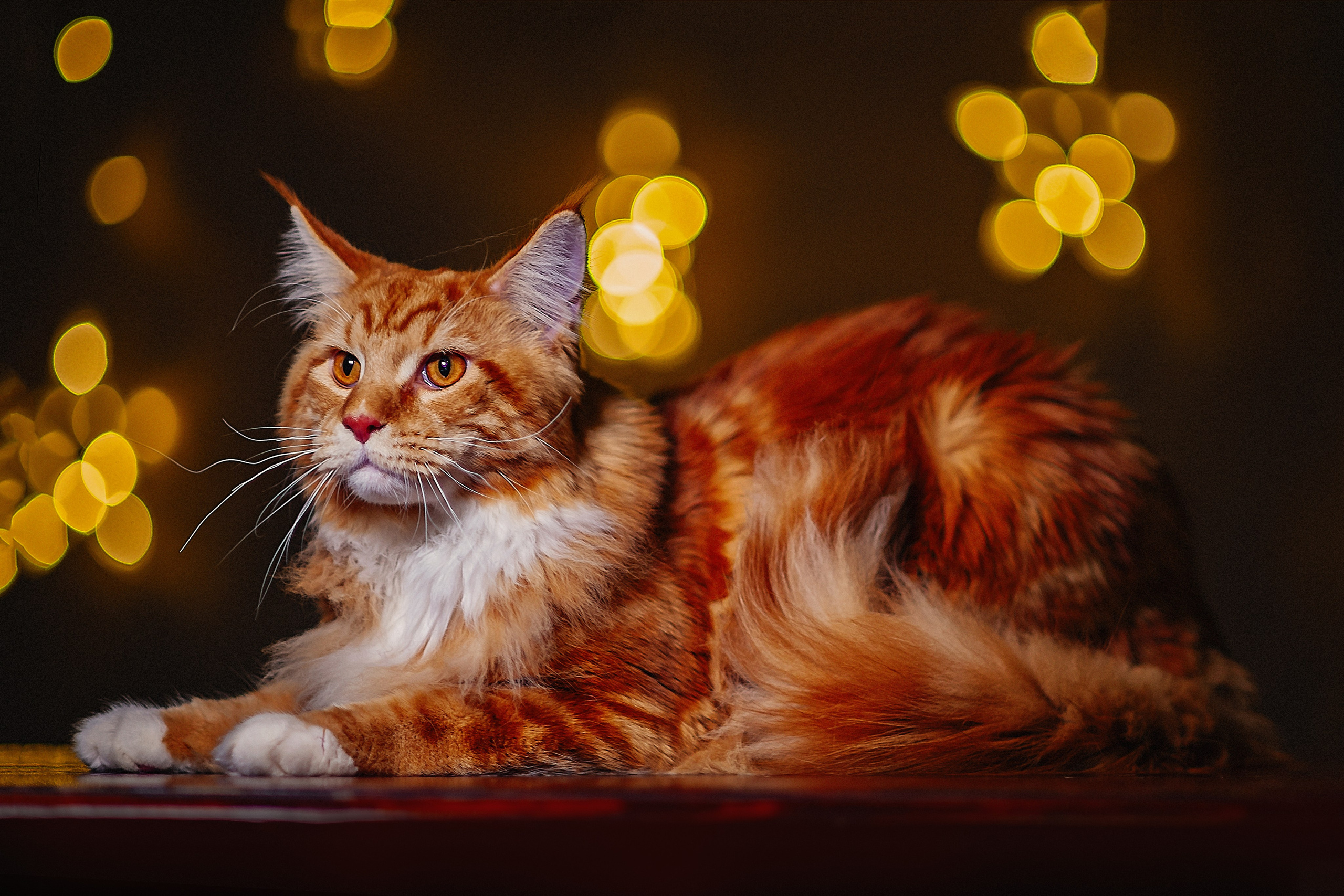 Фотосессия животных в Ижевских, фотограф животных. Детский, семейный фотограф в Ижевске и Москве Аксинья Лысенкова ADEN