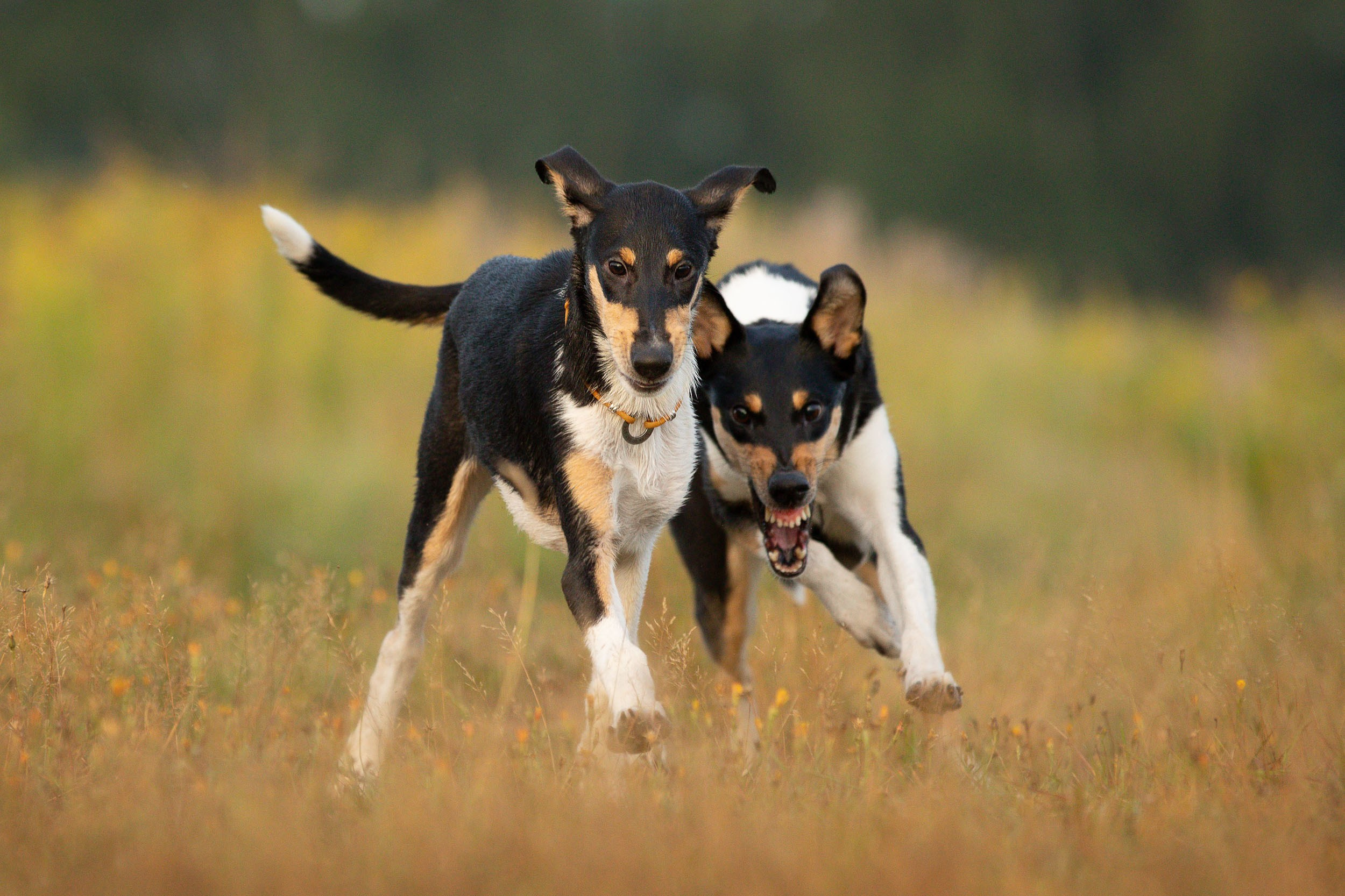 Наташа и короткошерстные колли. Фотограф-анималист в Москве и Московской области Татьяна Фролова