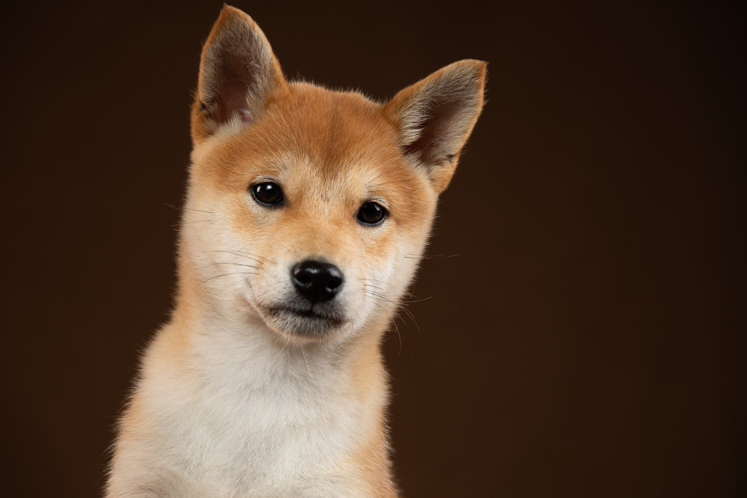 Съемка щенков на продажу с искусственным светом. Фотограф-анималист в Москве и Московской области Татьяна Фролова