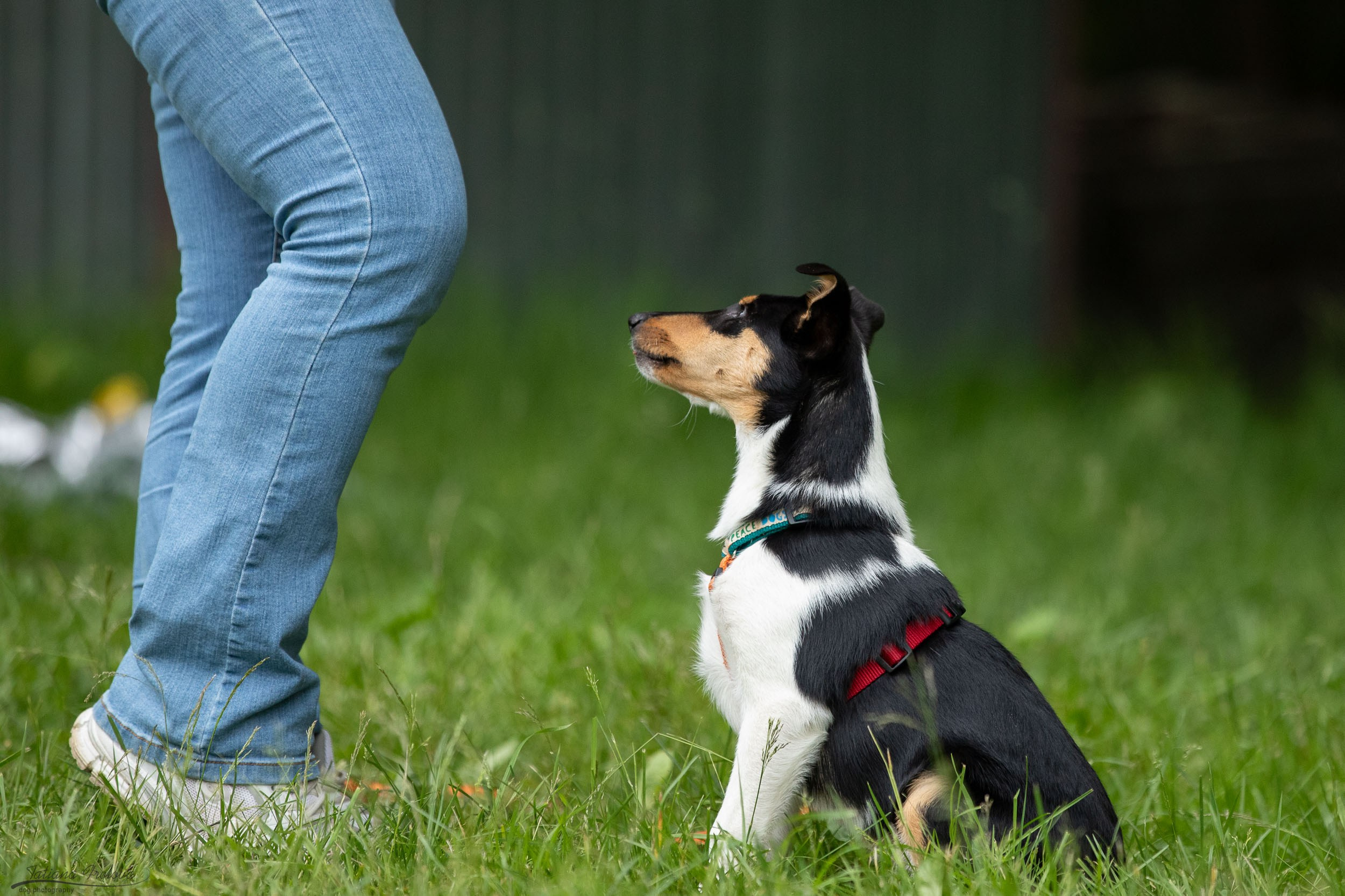 Репортаж с выводки молодняка колли/шелти в Ясенево. Фотограф-анималист в Москве и Московской области Татьяна Фролова