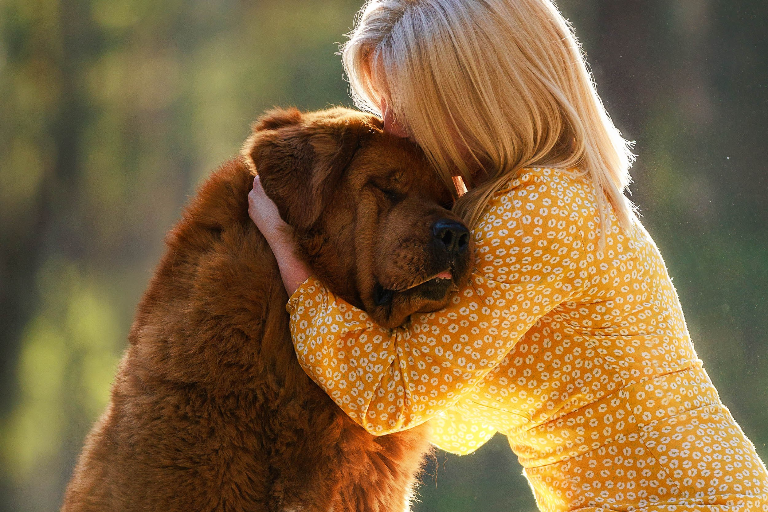 Фотосессия с тибетскими мастифами и бишон фризе. Фотограф-анималист в Москве и Московской области Татьяна Фролова