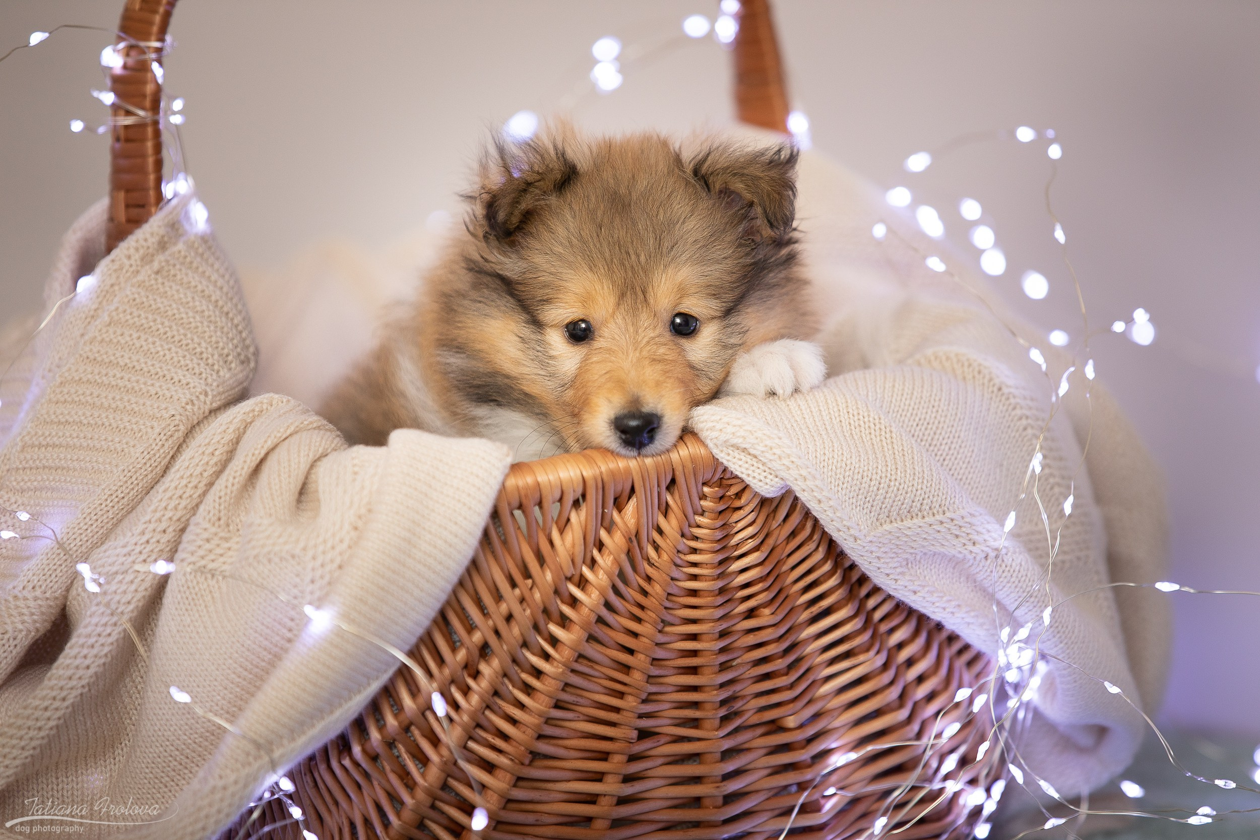 Съёмка щенков дома. Фотограф-анималист в Москве и Московской области Татьяна Фролова