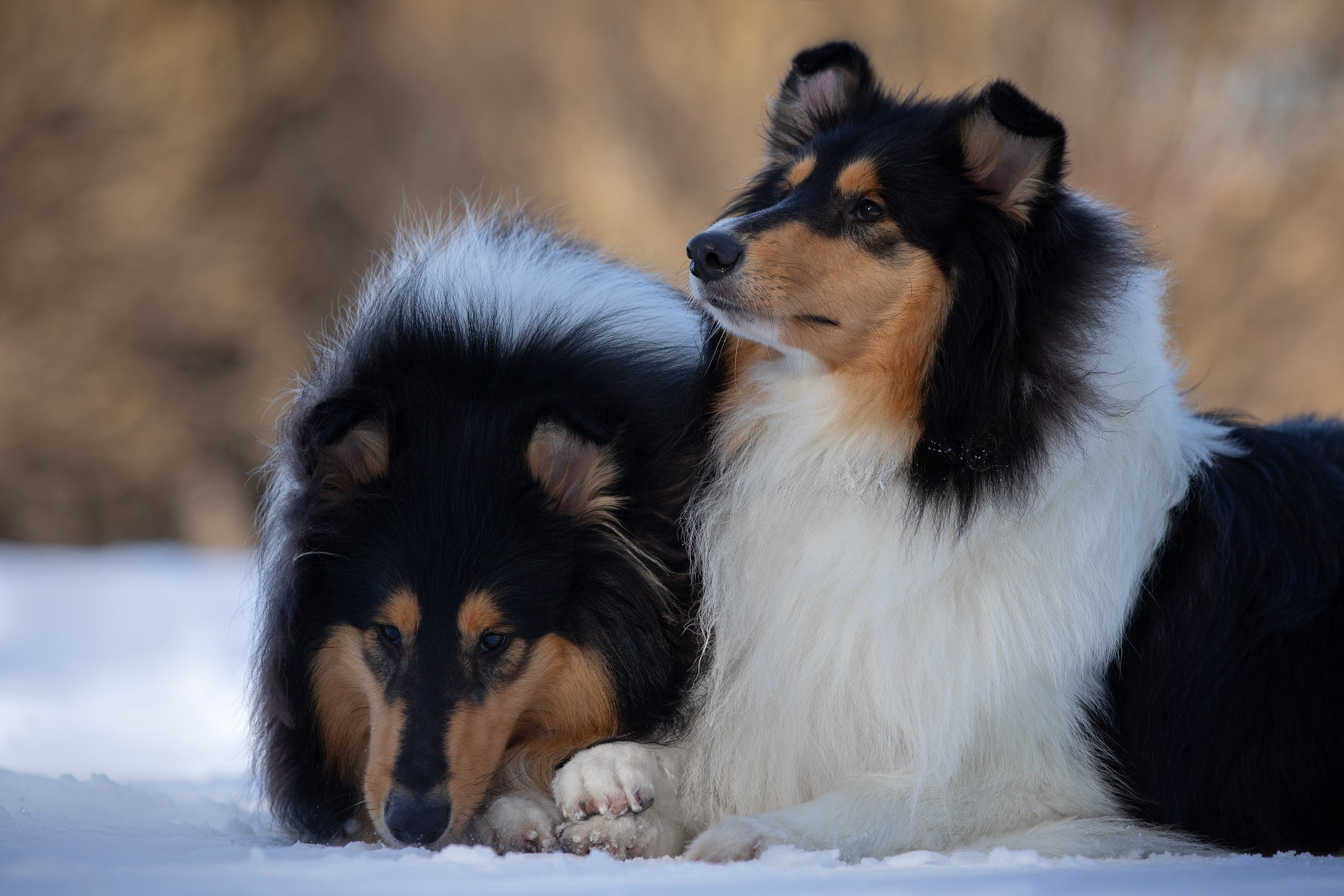 Фотопрогулка с собаками в Царицыно. Фотограф-анималист в Москве и Московской области Татьяна Фролова