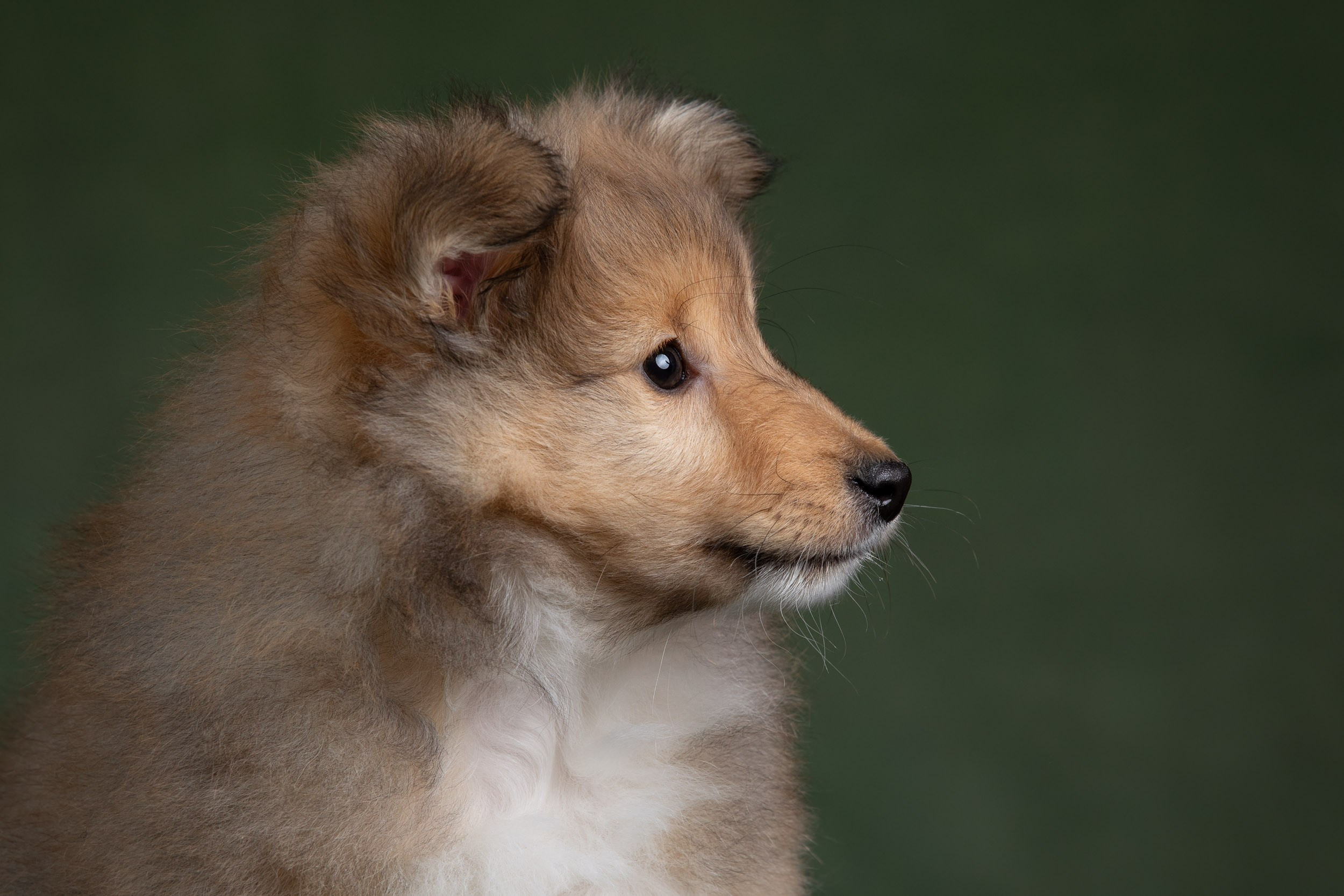 Помет щенков в 2 месяца. Фотограф-анималист в Москве и Московской области Татьяна Фролова