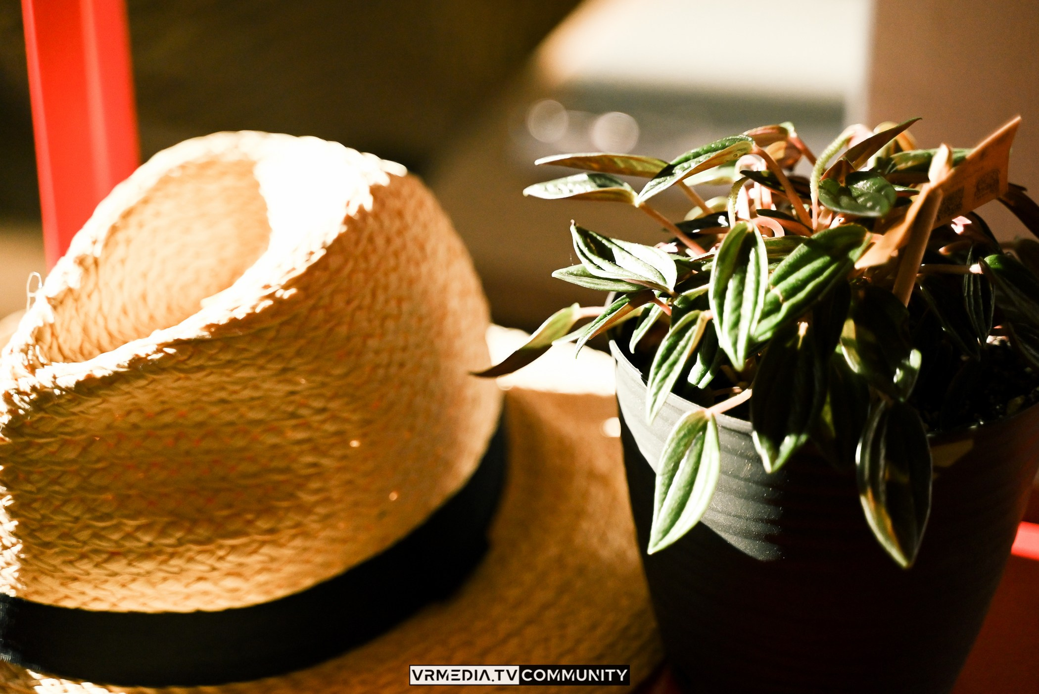 Ресторан «Volna»: Вечер на летней веранде «Хочу на дачу»