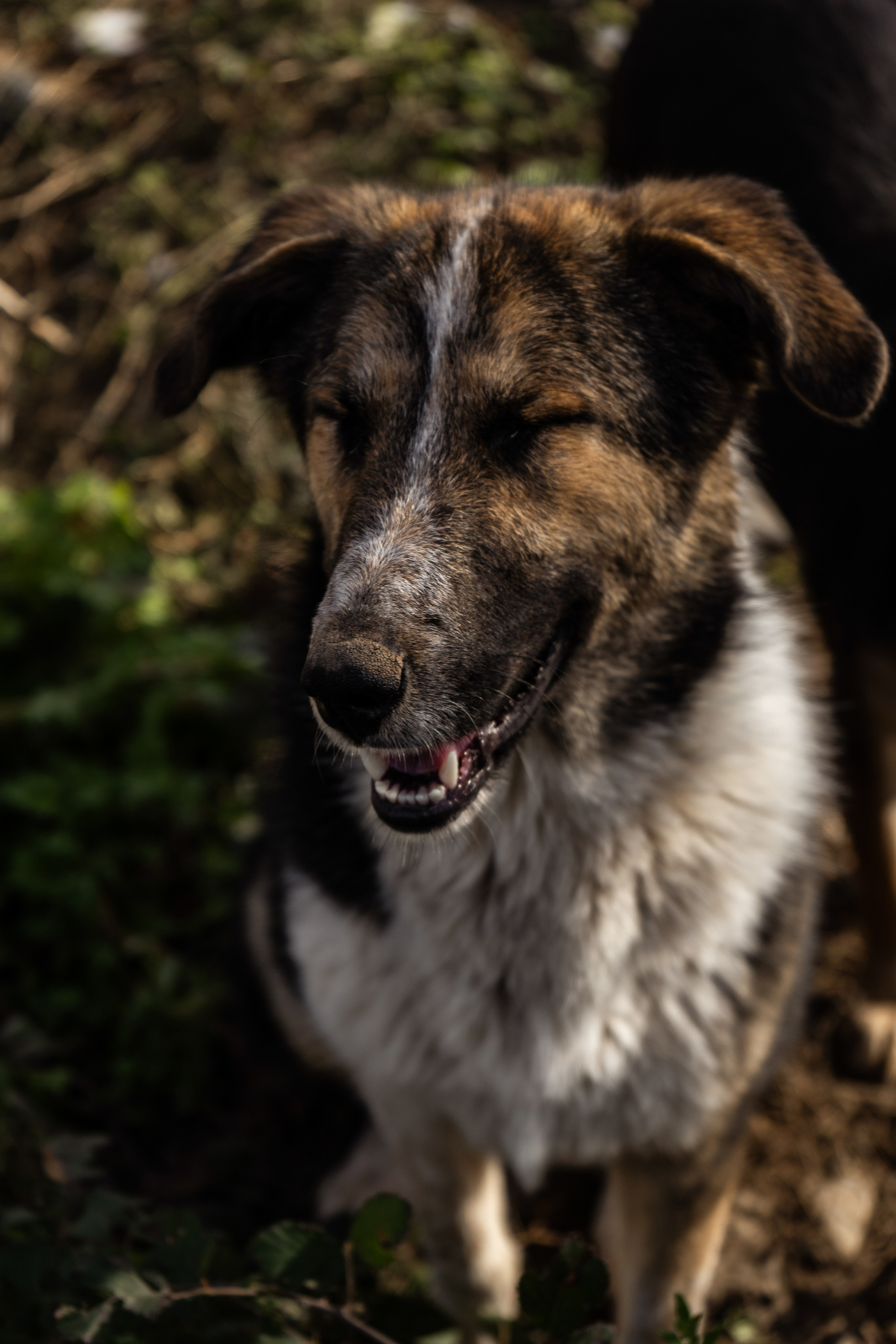 Pets. Makaroshkassirom — photographer in Minsk