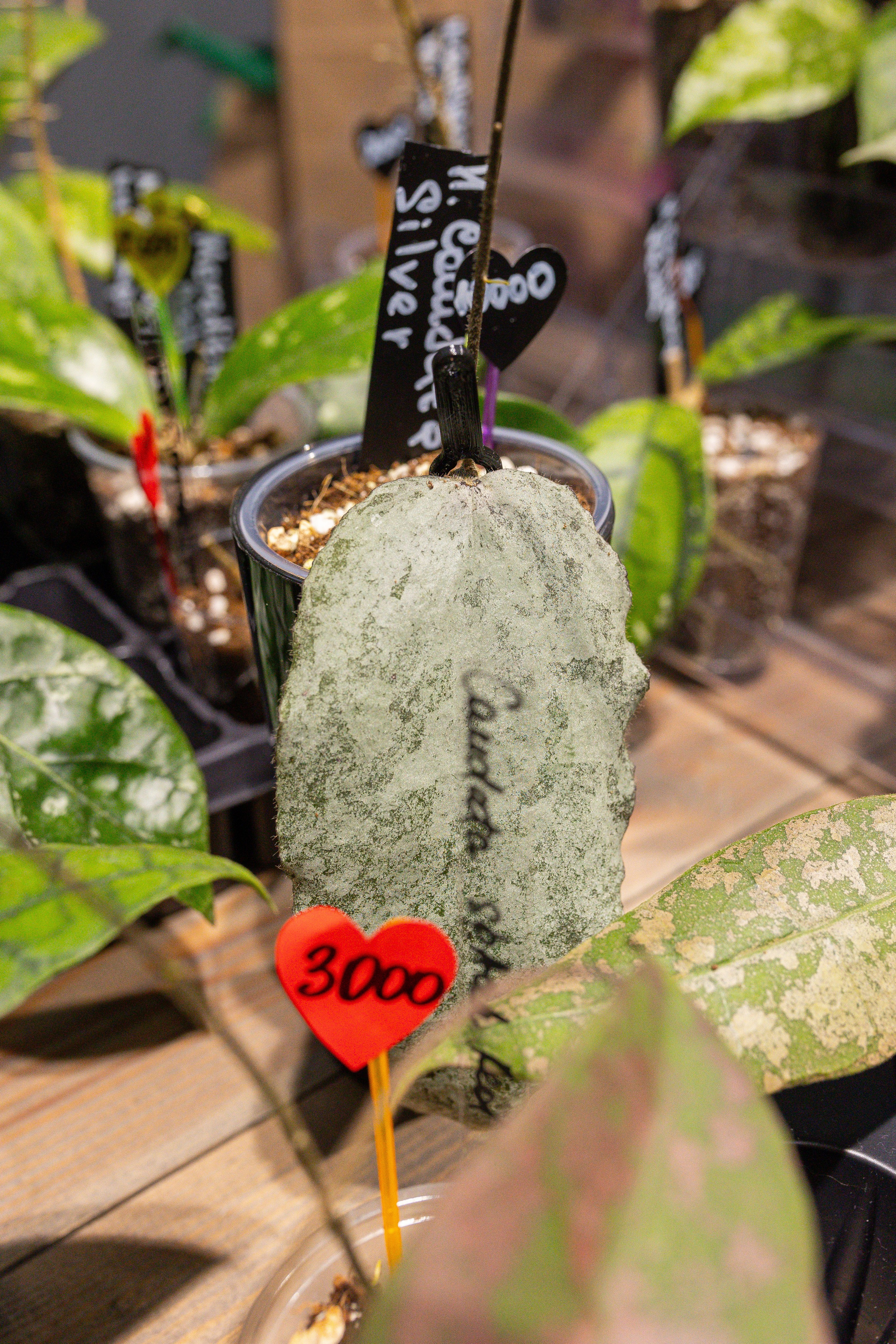 Ярмарка Green Rare 20.09.25. Александра Куликова фотограф, Москва