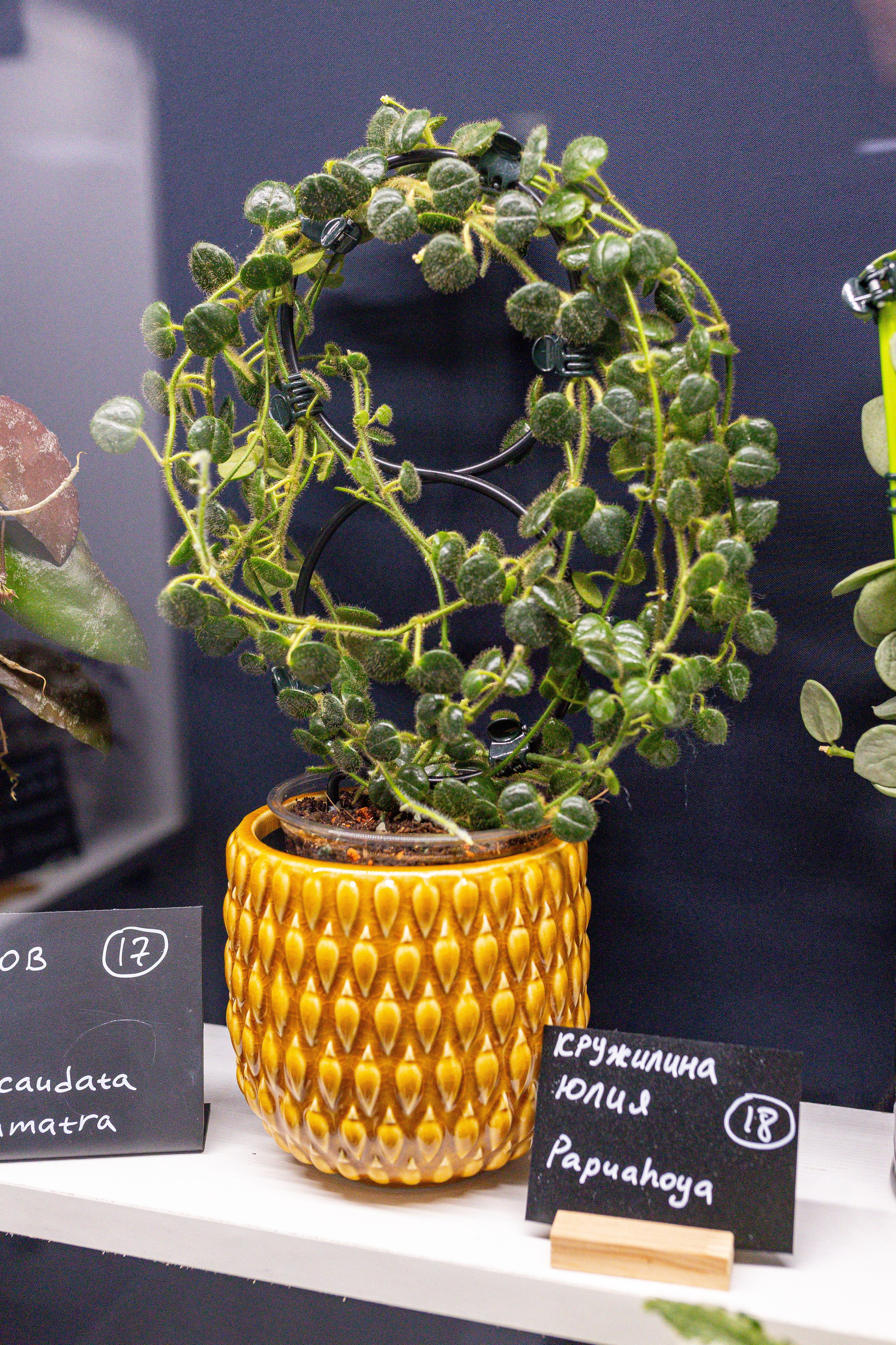 Монстериум 11–12 октября. Александра Куликова фотограф, Москва