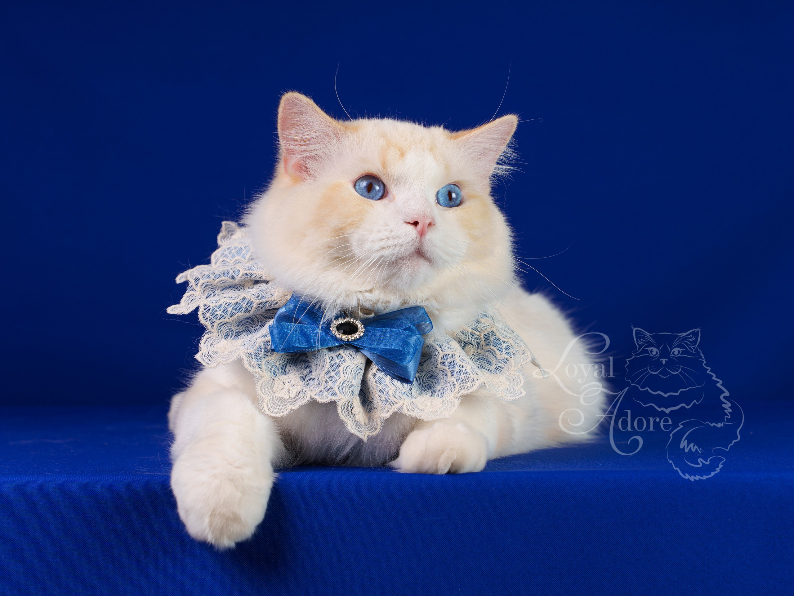 Коты производители Loyal Adore. Питомник рэгдолл Loyal Adore