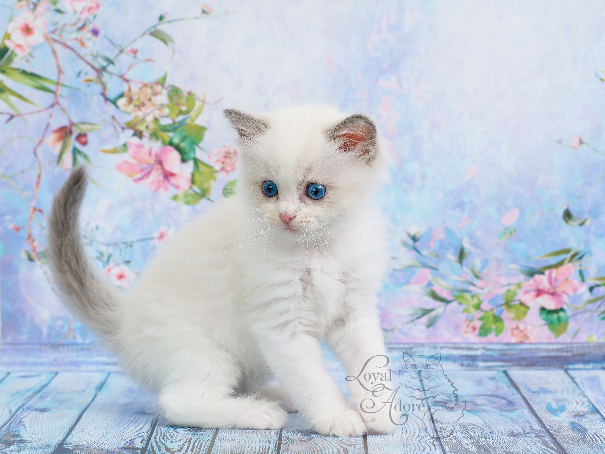 Котята рэгдолл от Loyal Adore. Питомник рэгдолл Loyal Adore