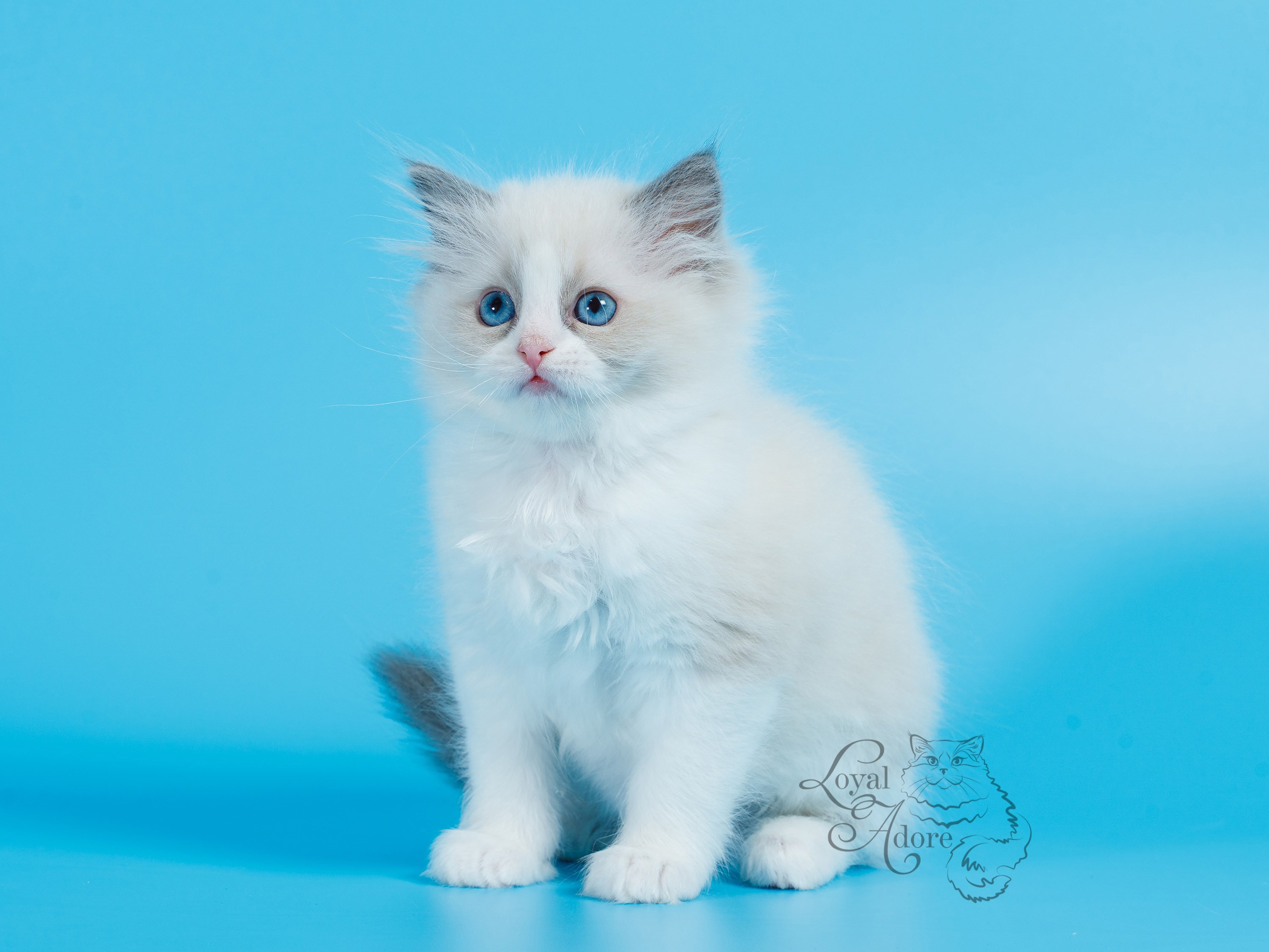 Котята рэгдолл от Loyal Adore. Питомник рэгдолл Loyal Adore