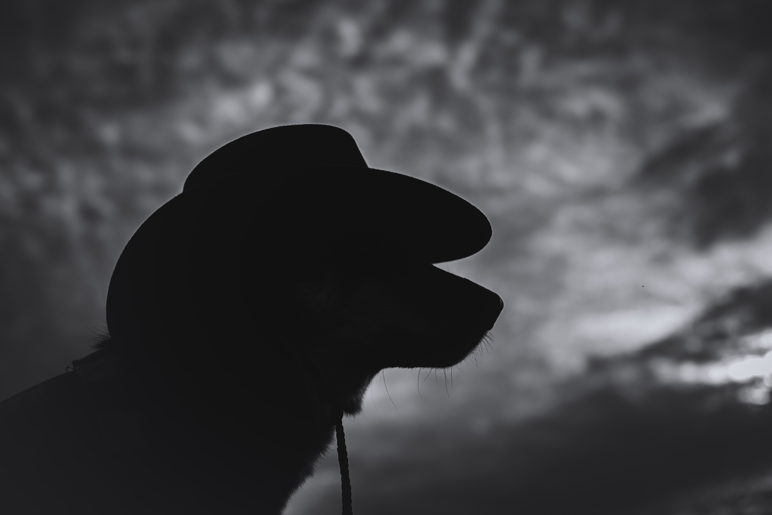 Кантри Дюк. Фотограф-анималист Татьяна Степанова