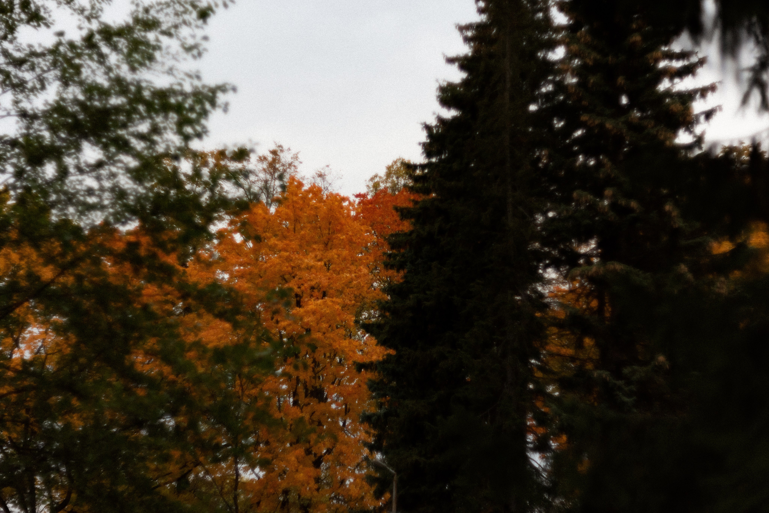 Autumn. Свадебный фотограф Санкт-Петербург DanyaPhotoart