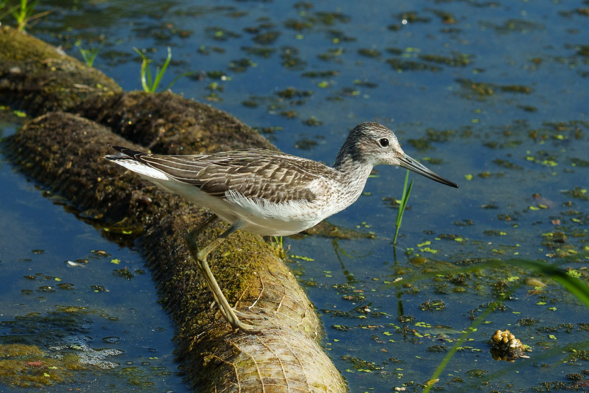 Удивительные мир птиц. Вокруг нас столько прекрасного — присмотритесь!. Ваш личный фотограф Марина Волкова
