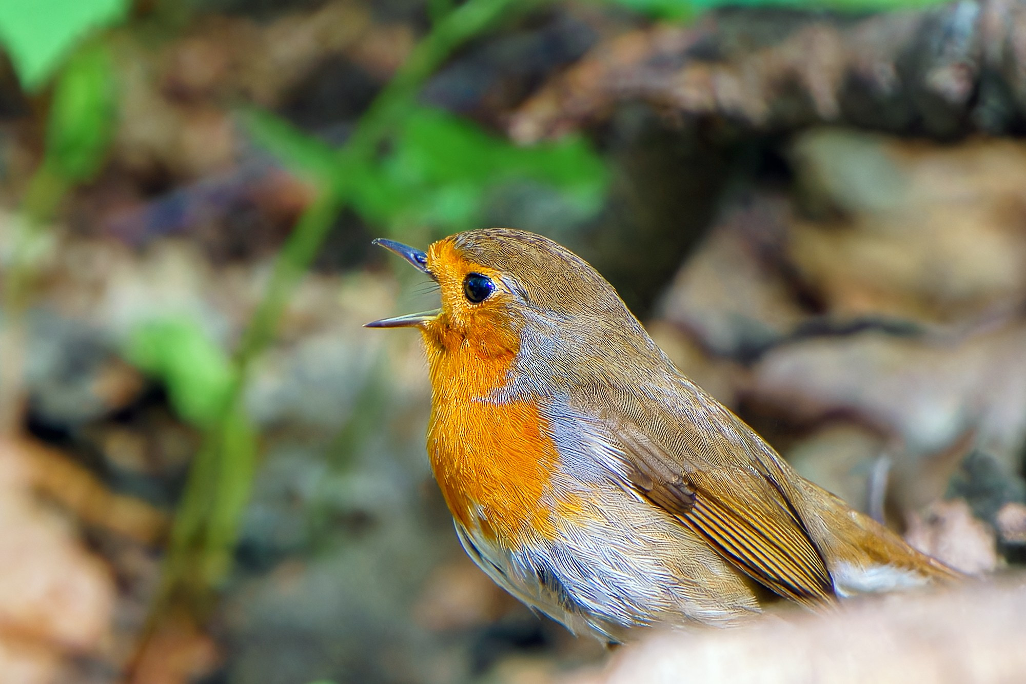 Удивительные мир птиц. Вокруг нас столько прекрасного — присмотритесь!. Ваш личный фотограф Марина Волкова