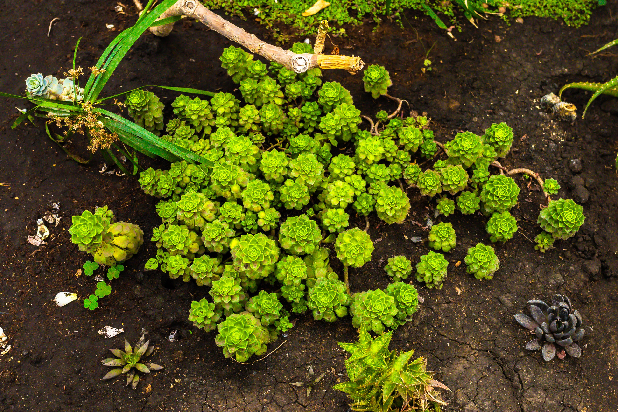Фотографии природы Липецка. Свадебный и семейный фотограф Виолетта в Липецке