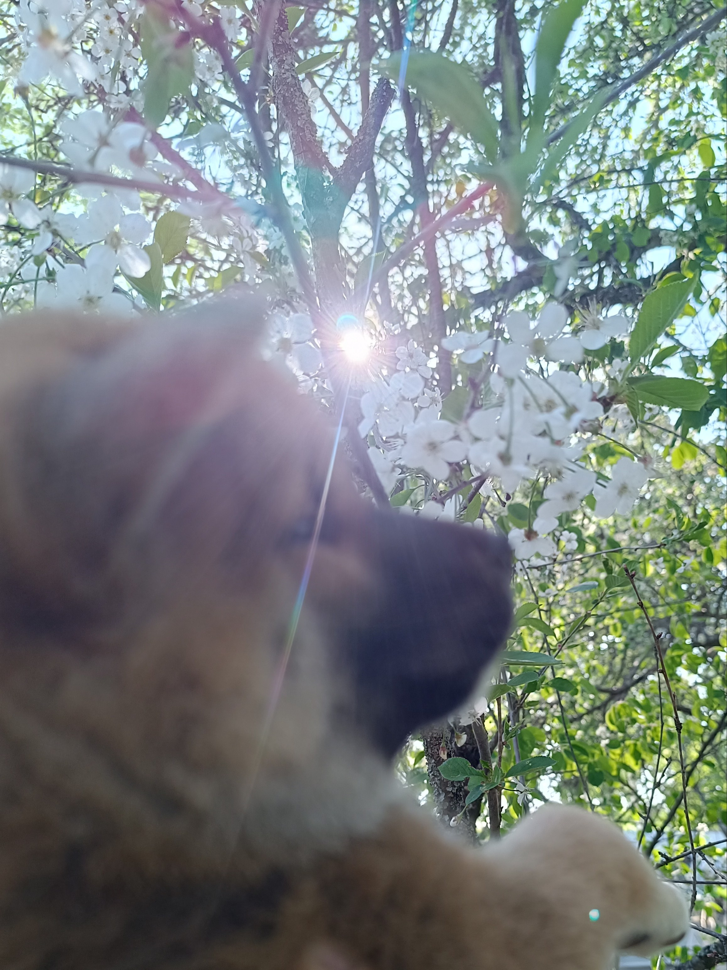 сиба питомник Рубилайт щенки на продажу rubylight  сиба щенки купить СПб Санкт-Петербург