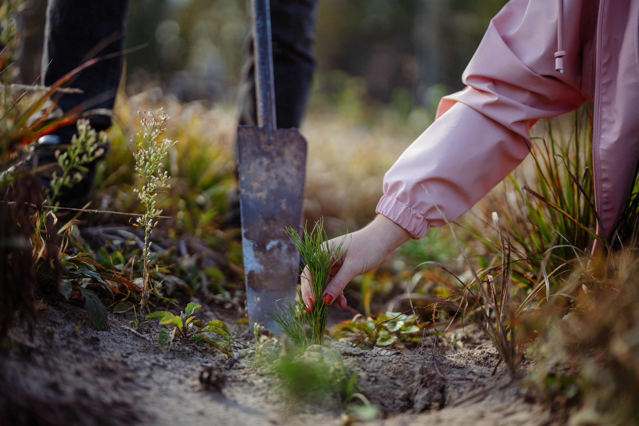 СБЕР · ЭКА · Посадка сеянцев. Владимир Вершинин, тот самый свадебный видеограф