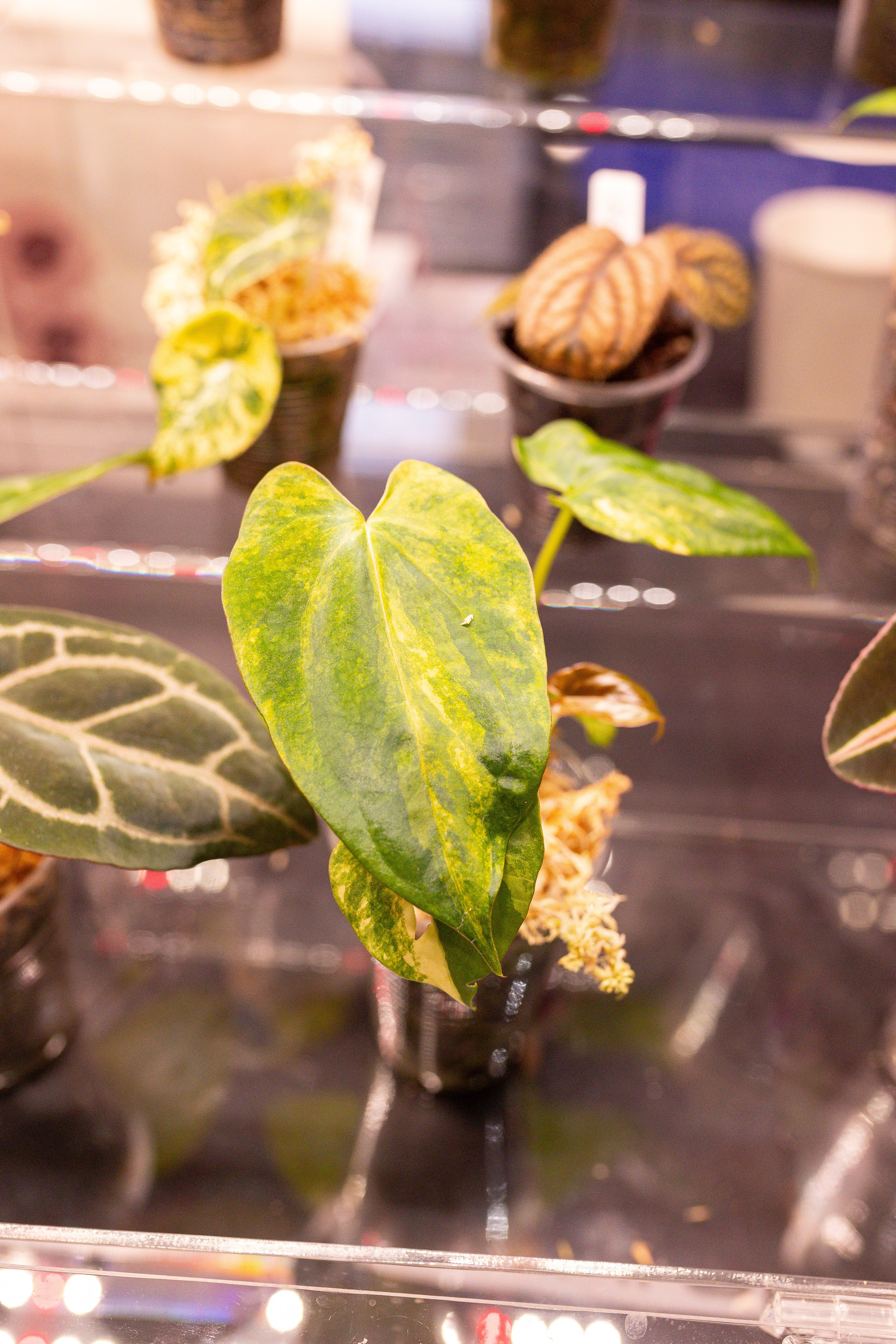 Монстериум 11–12 октября. Александра Куликова фотограф, Москва