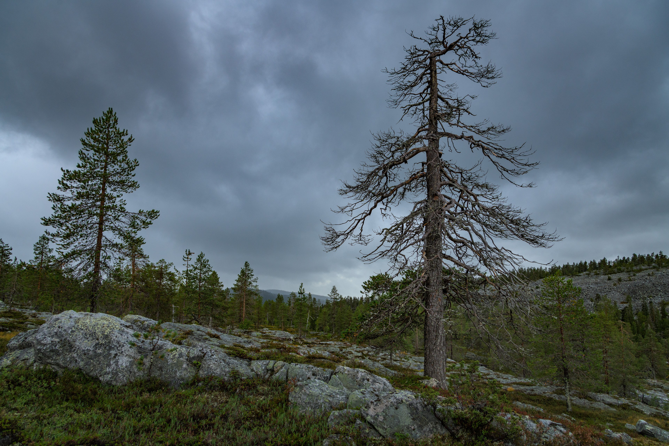 Лето. Северные Ночи
