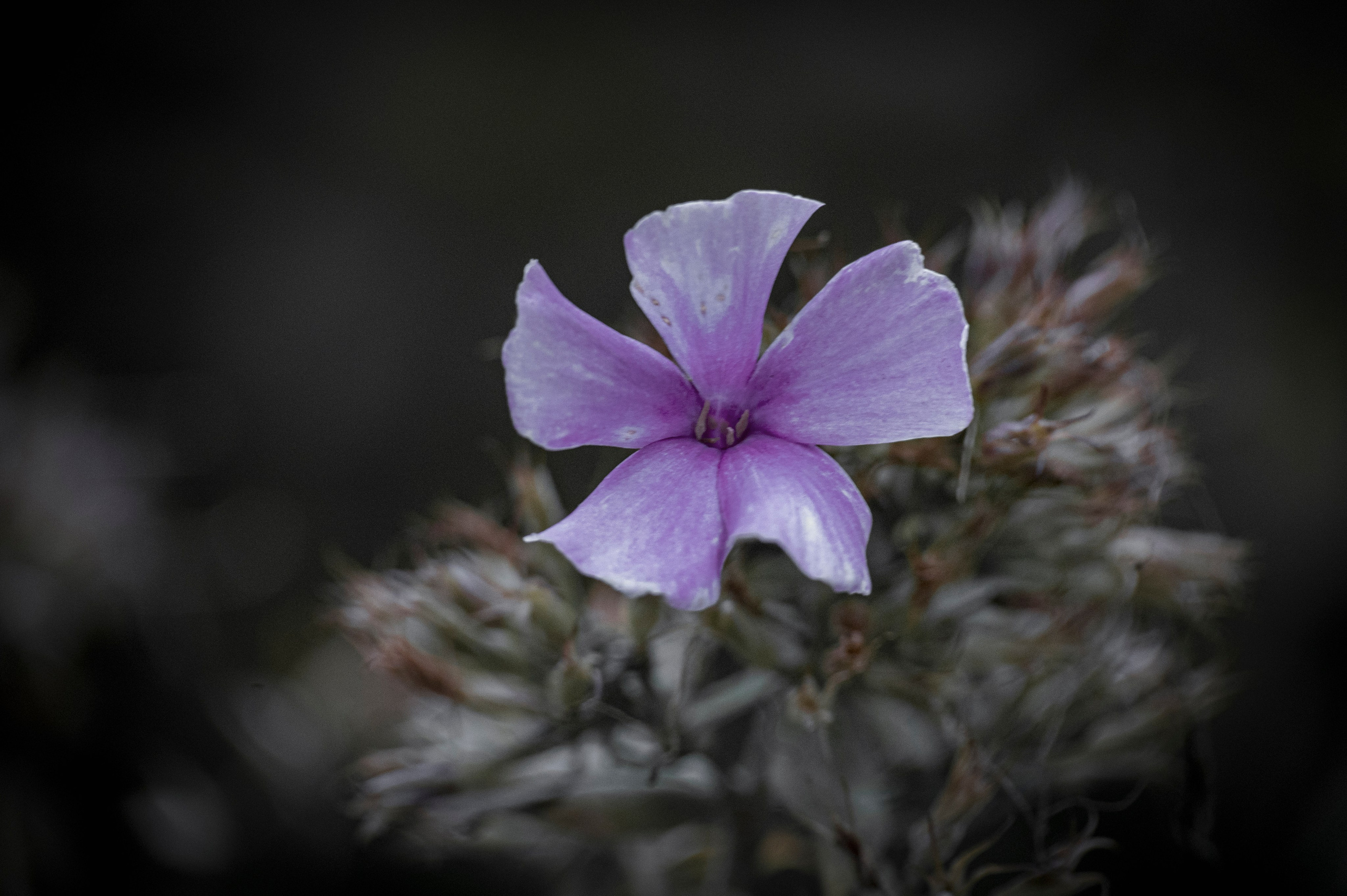 Осенние цветы. Фотограф Роман Адлер