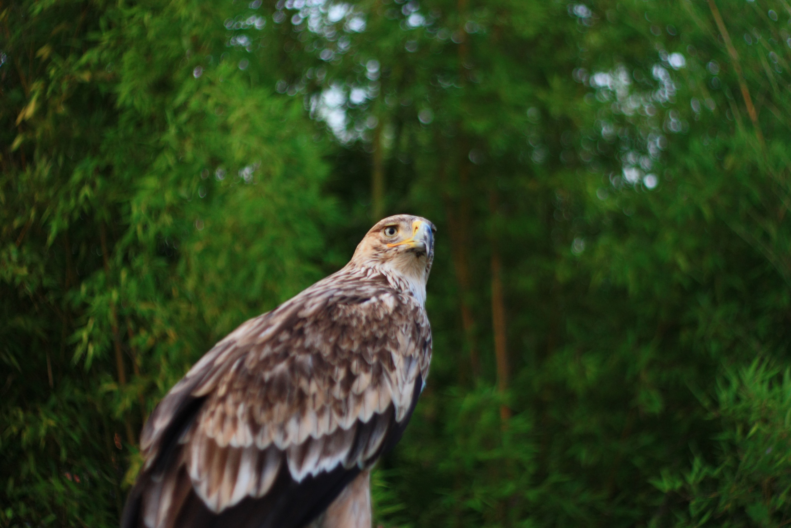 Первые кадры. Сочи — парк. Фотограф Роман Адлер