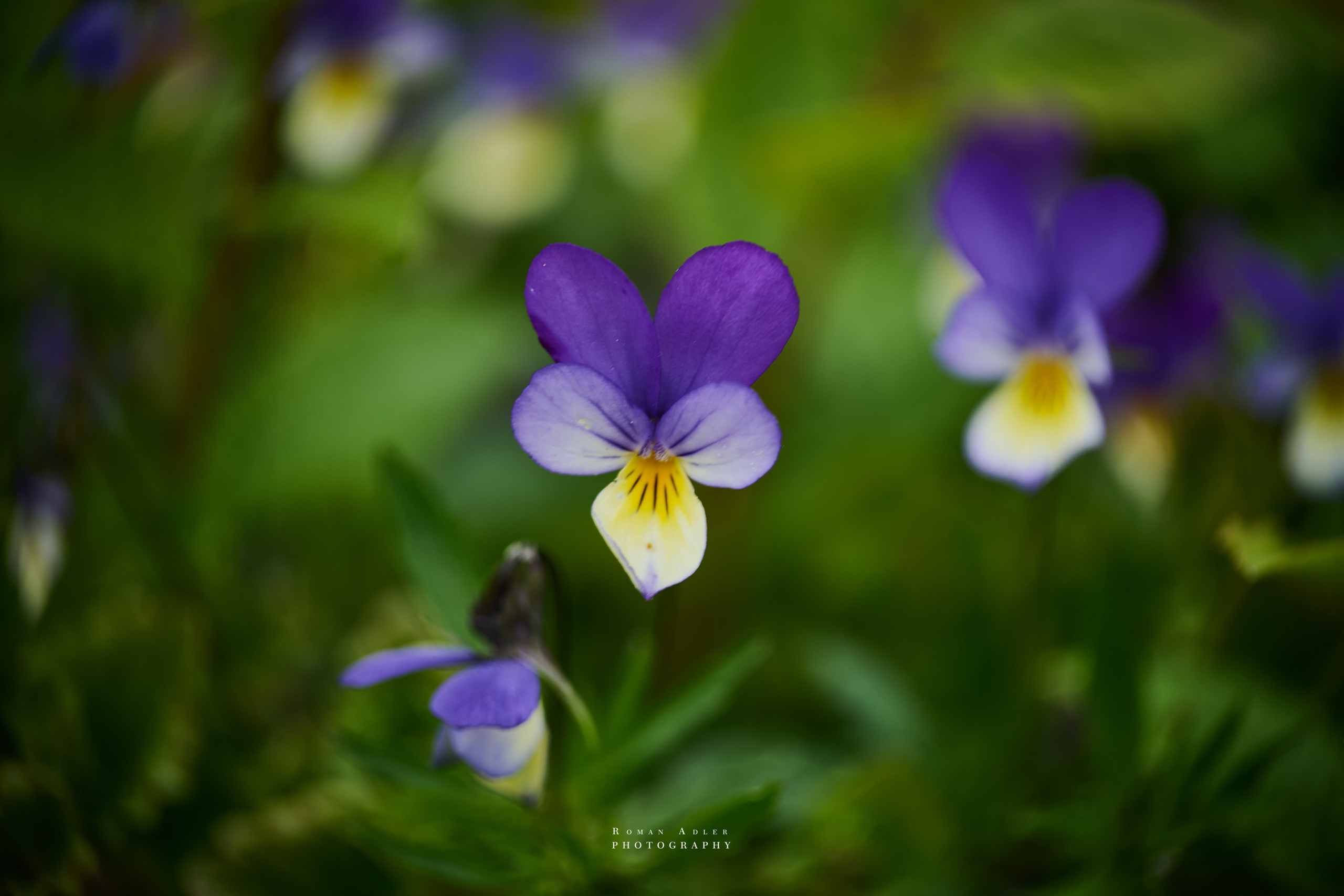 Фотографии весенних цветов. Фотограф Роман Адлер. Фотограф Роман Адлер