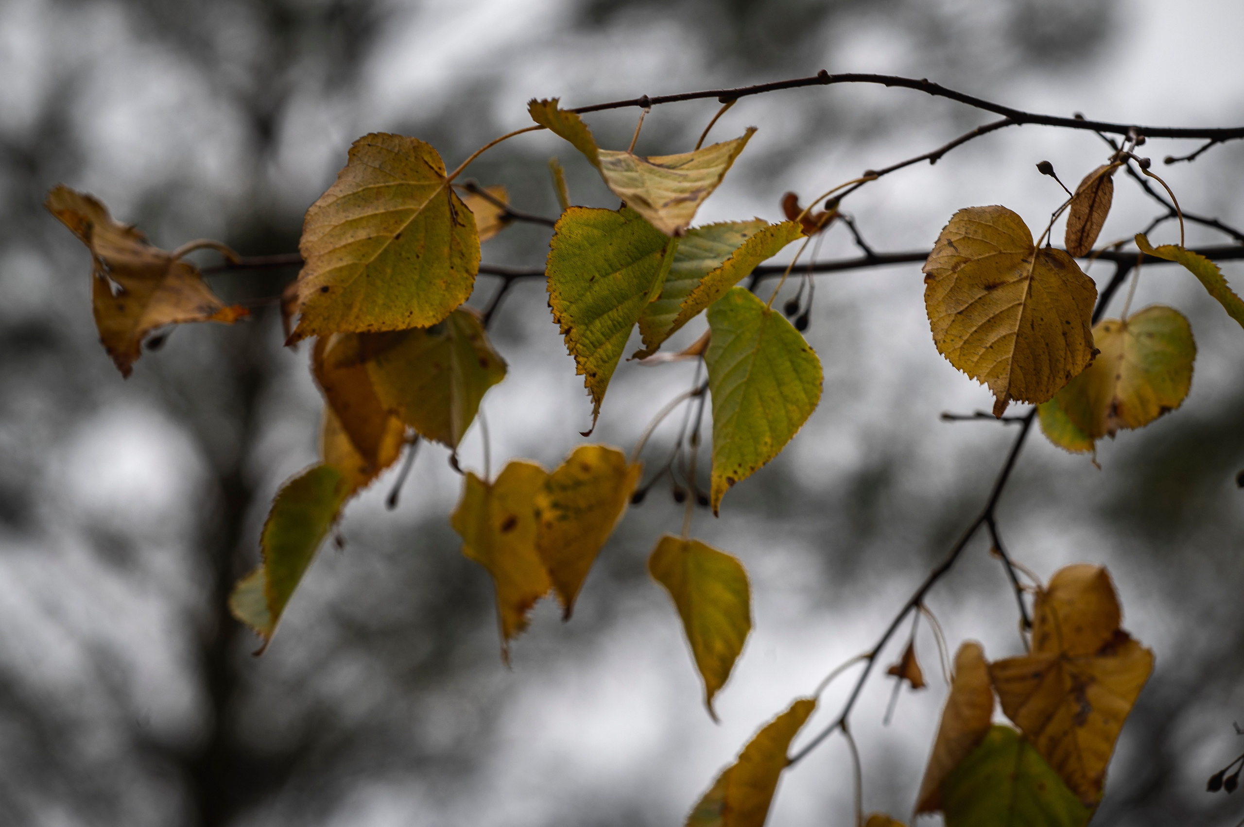 Фотопрогулка ДР. Фотограф Роман Адлер