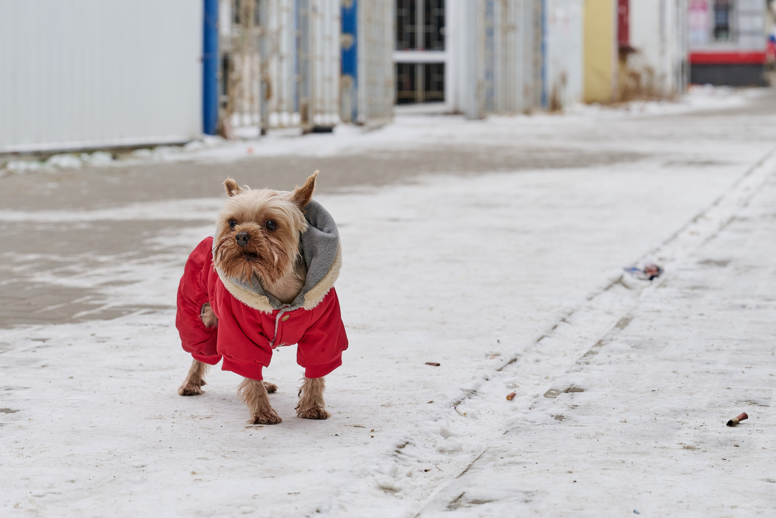 Рубежное. Декабрь 2024. Фотограф Роман Адлер