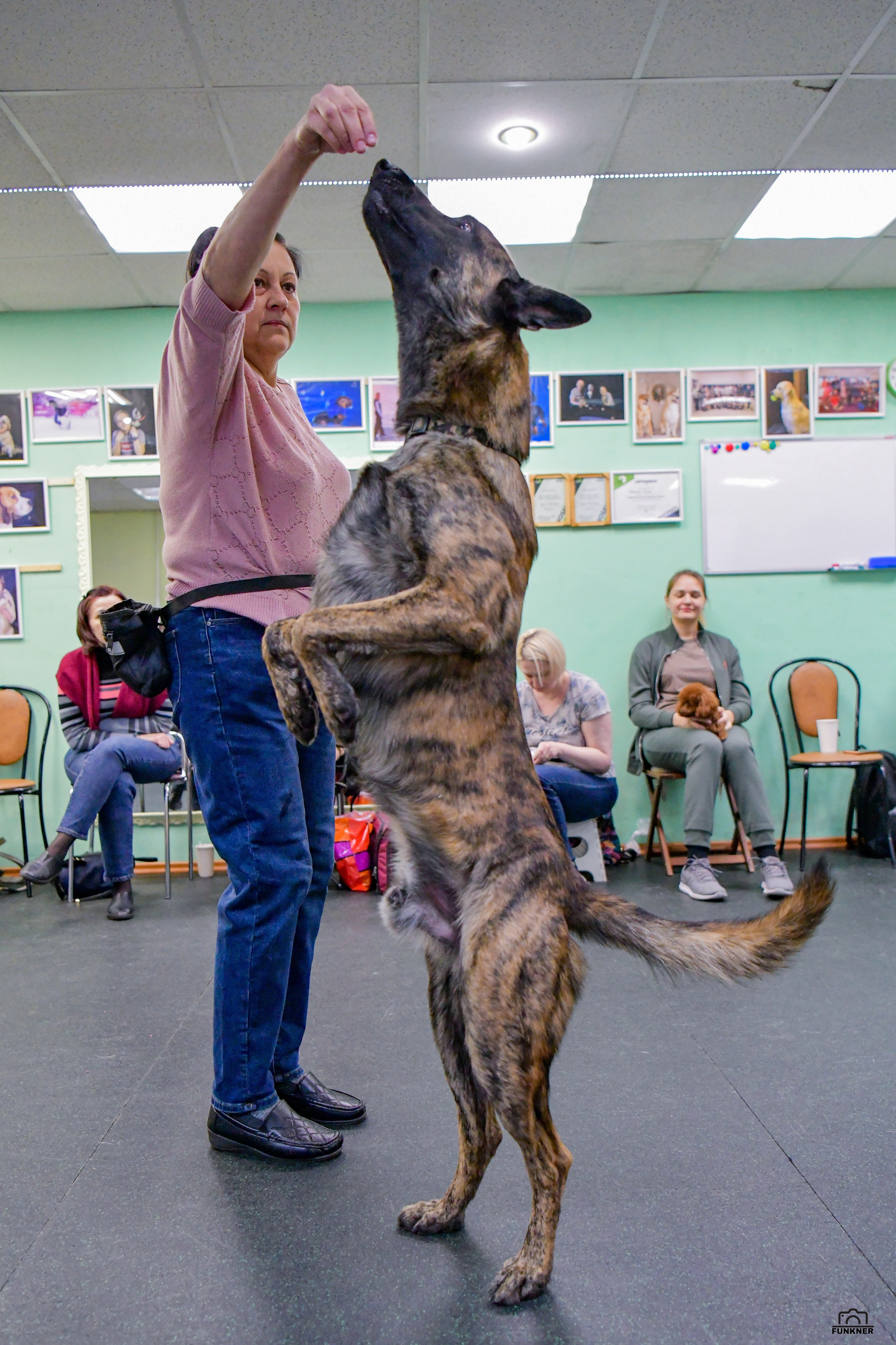 Кинологический клуб «Бодрый хвост». Свой взгляд через объектив