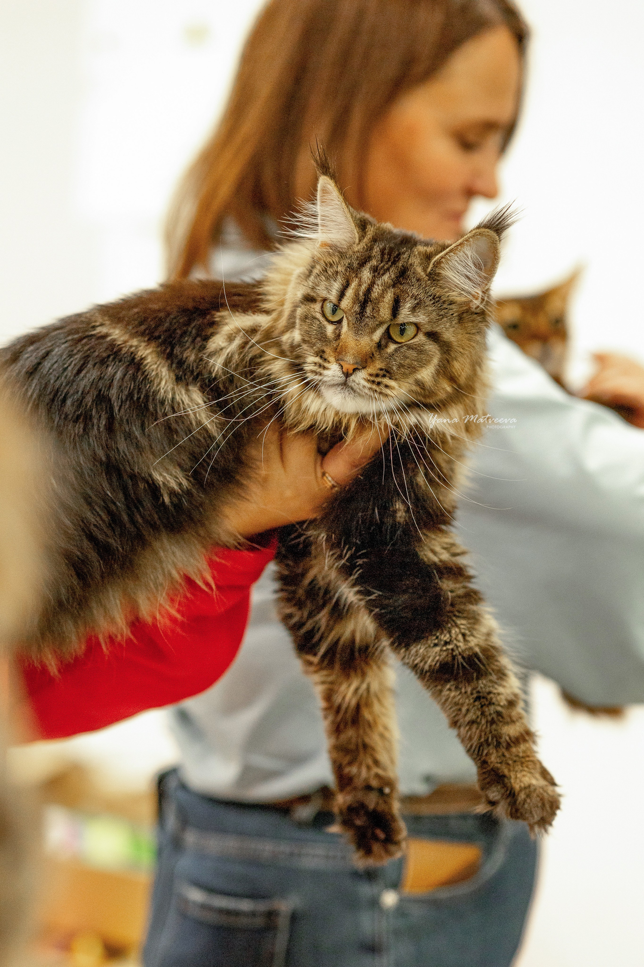 Кошки. Фотограф Яна Матвеева в Ижевске
