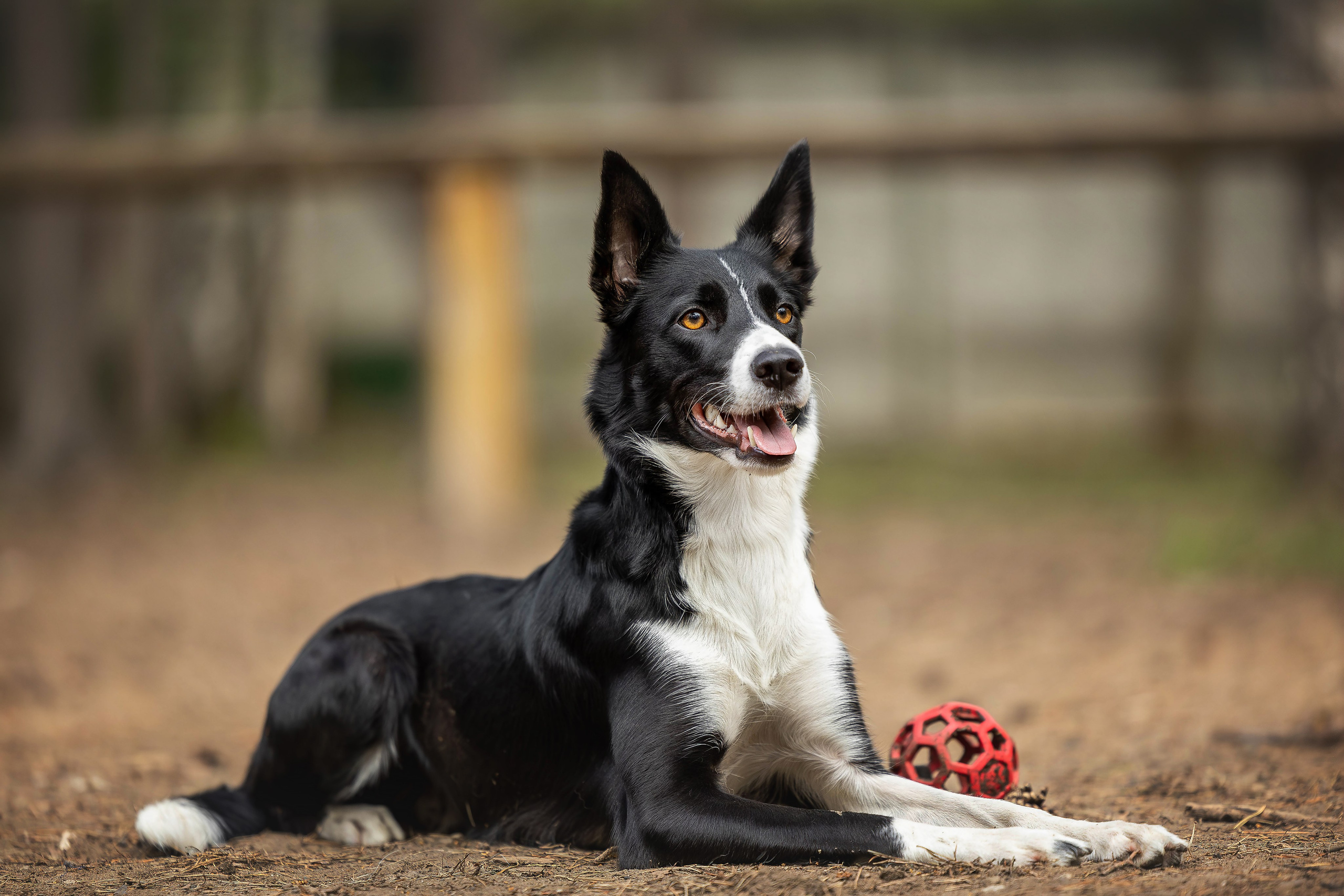 Тренировка аджилити. Фотограф Анималист в Перми Анастасия Остерман