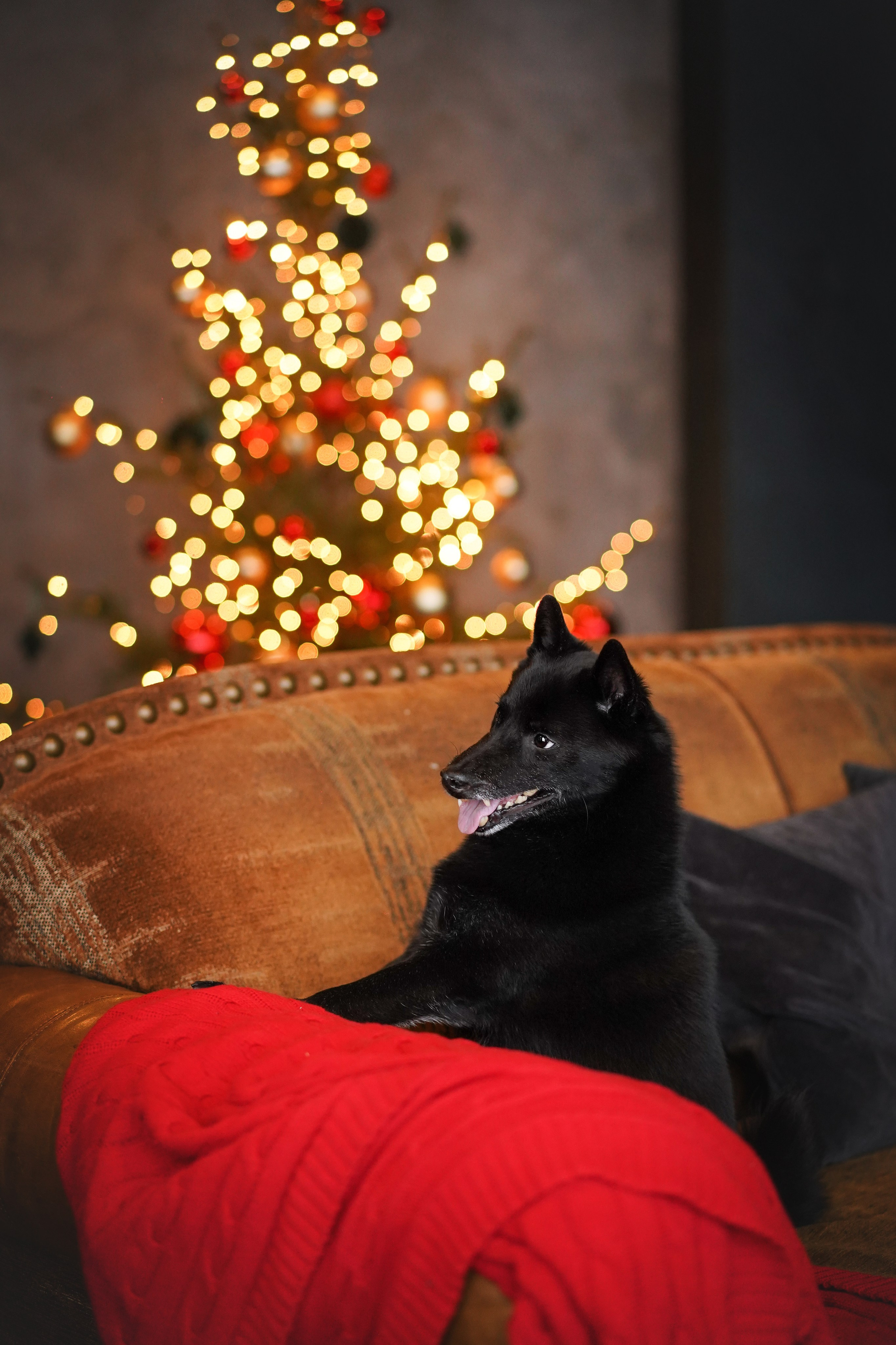 Арчи и Аня. Фотограф-анималист в Санкт-Петербурге Яна Мартынова