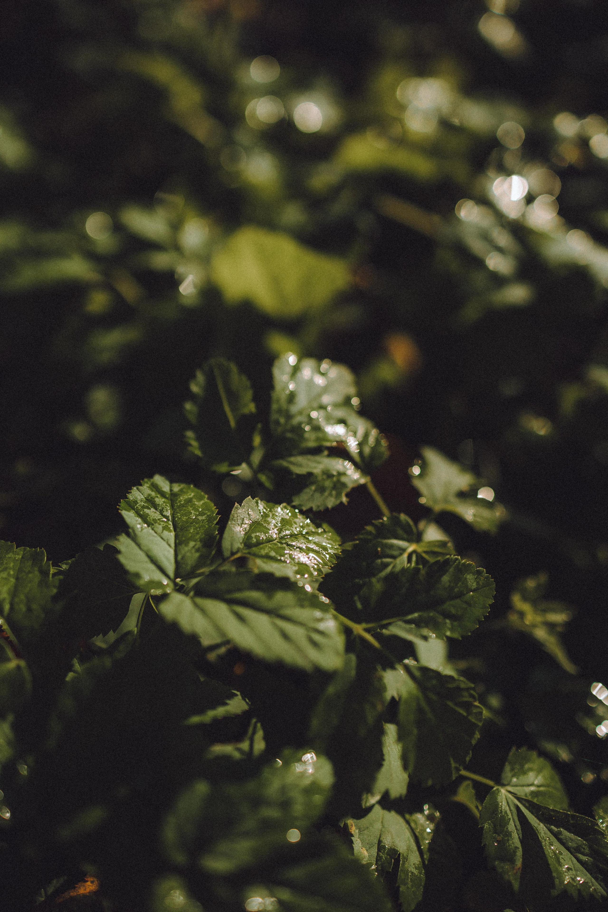 Карина, Даня и Аркаша