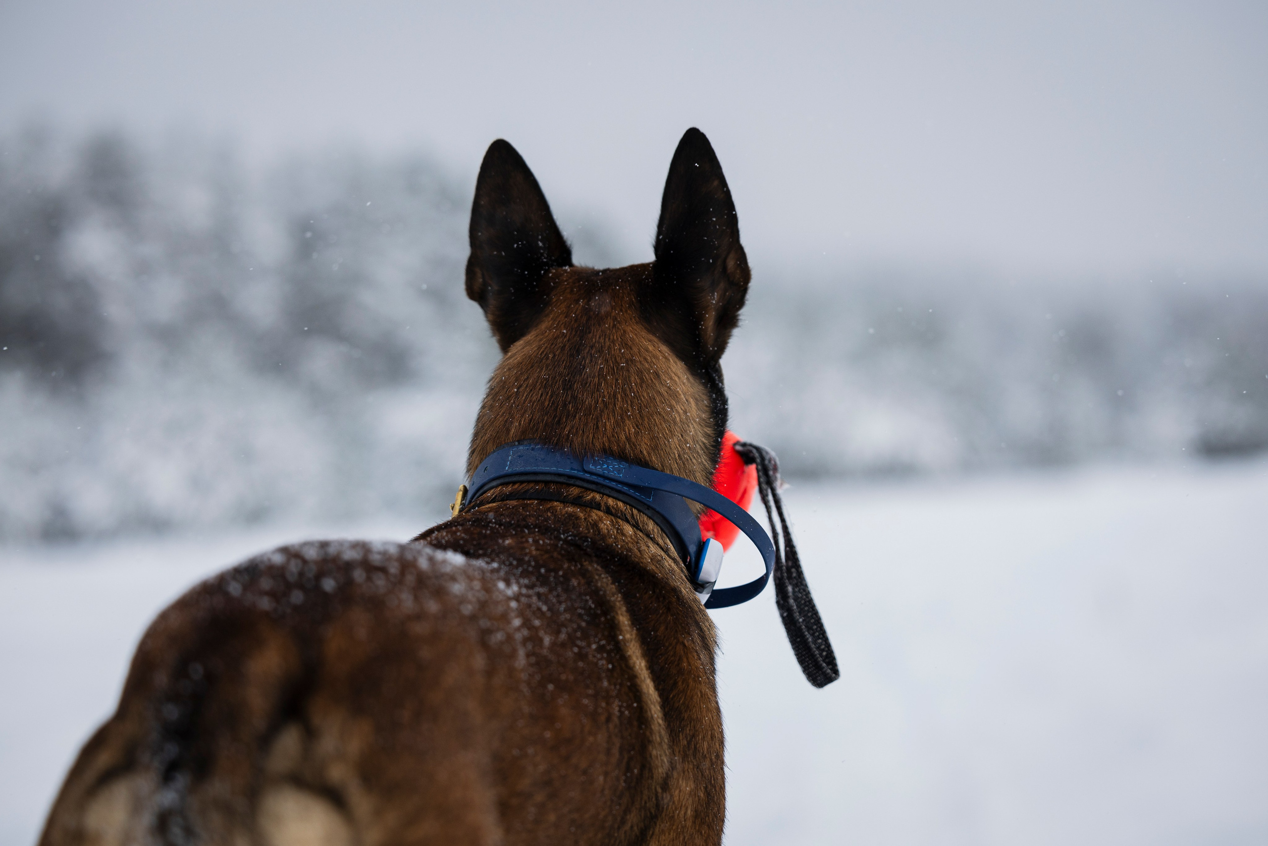 Рики. Фотограф-анималист Анна Маринич
