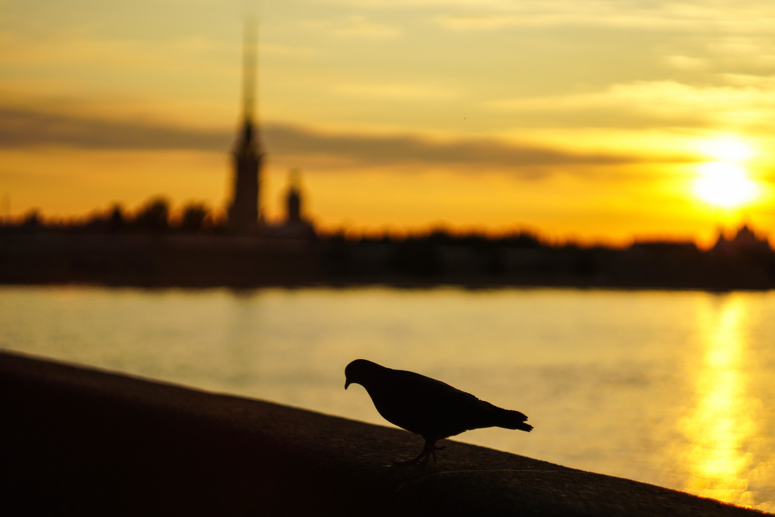 Разное. Фотограф в Санкт-Петербурге Виктория Барышникова