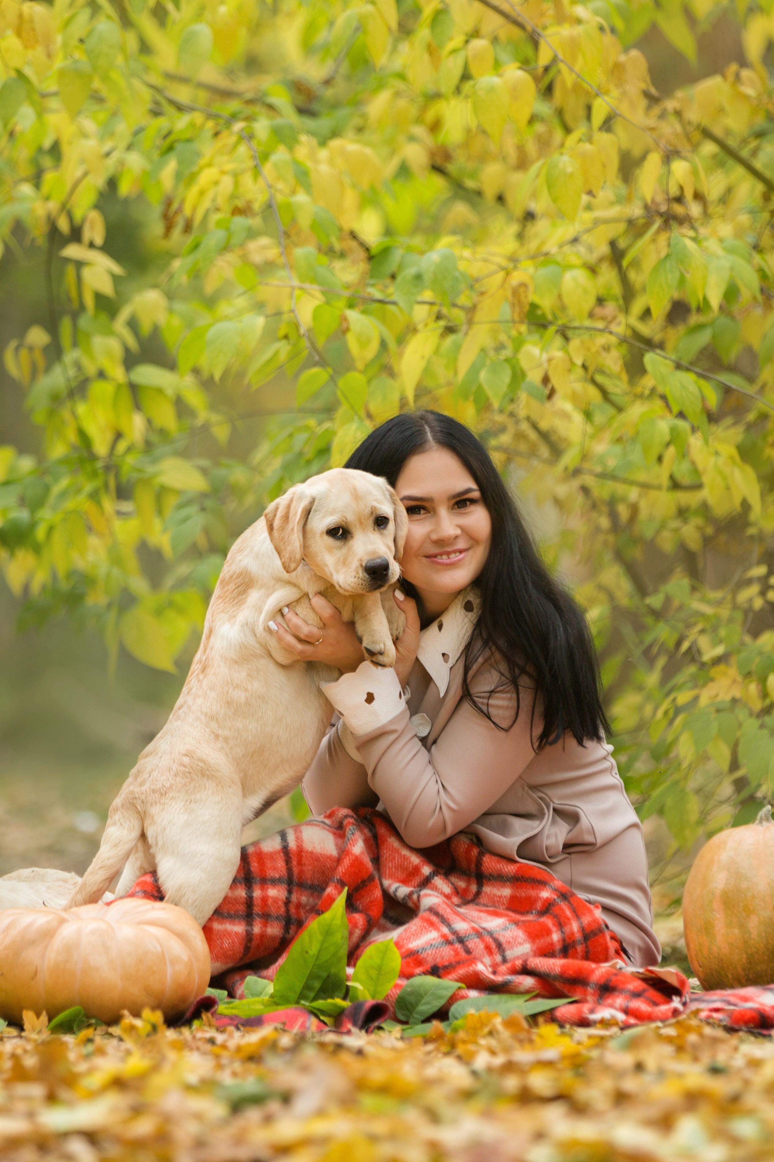 Щенки лабрадоры. Осень. Свадебный семейный и детский фотограф в Краснодаре Карина Федоровская