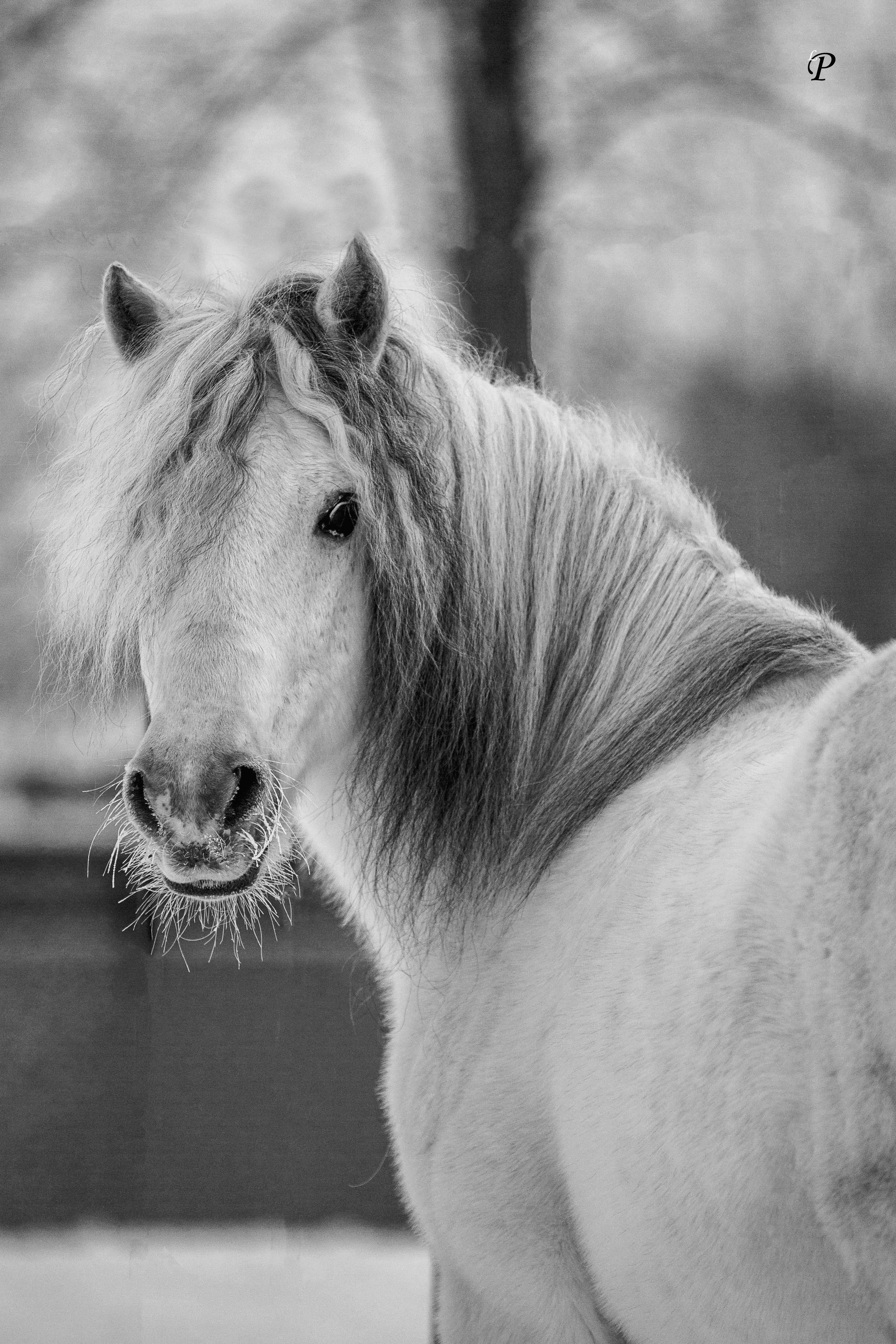Лошади зимой. Конный фотограф в Красноярске — Любовь Похабова