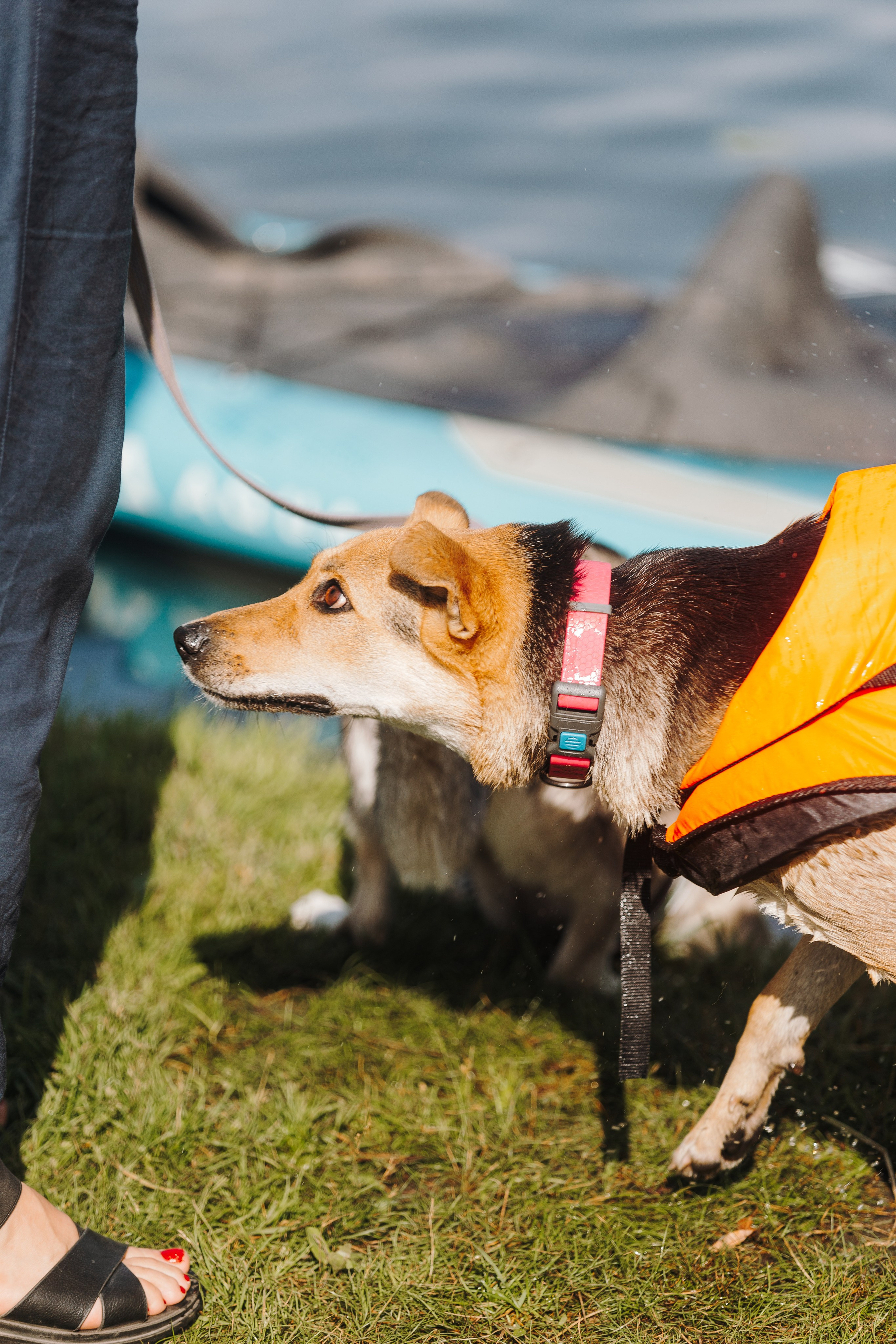 Petshop Sup day. Фотограф анималист Кристина Карпова, Москва