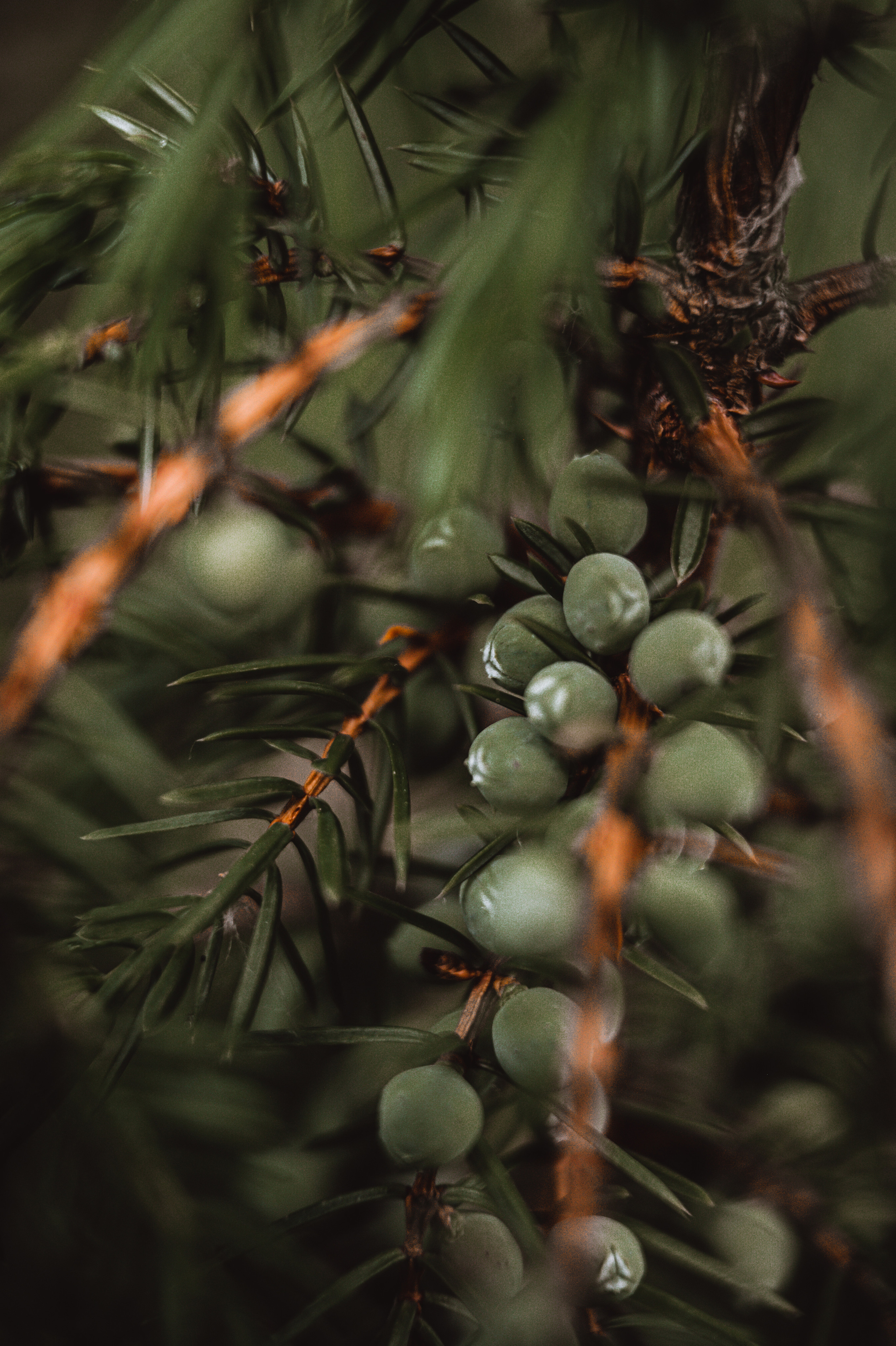 Растения 🍃. Главная