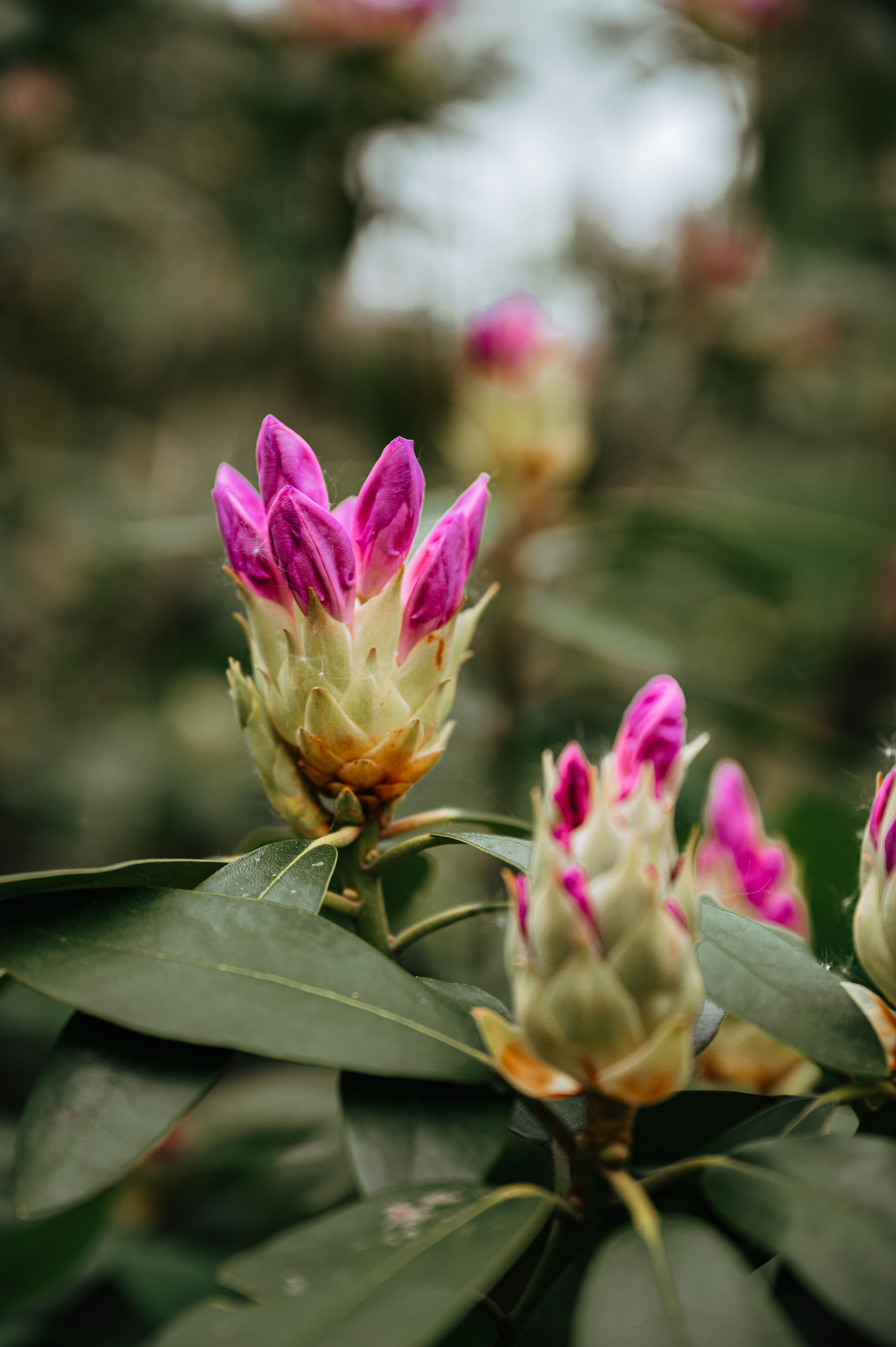 Растения 🍃. Главная