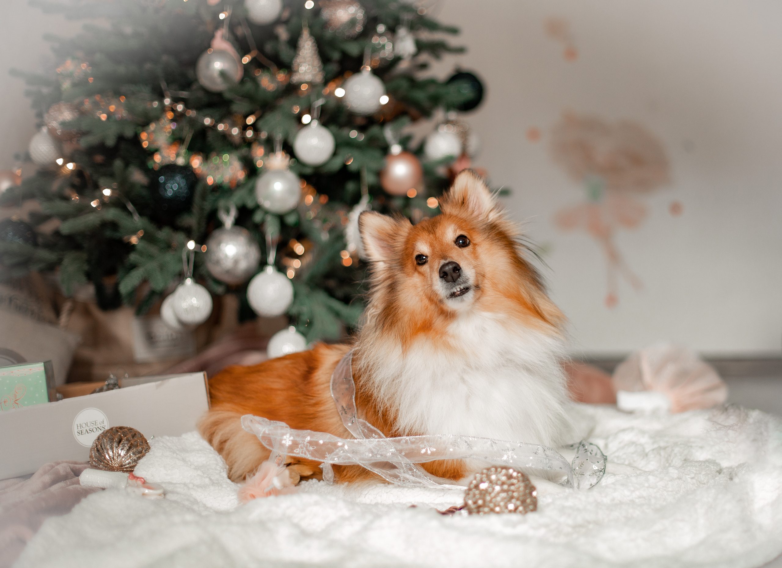 Семейная. Главная