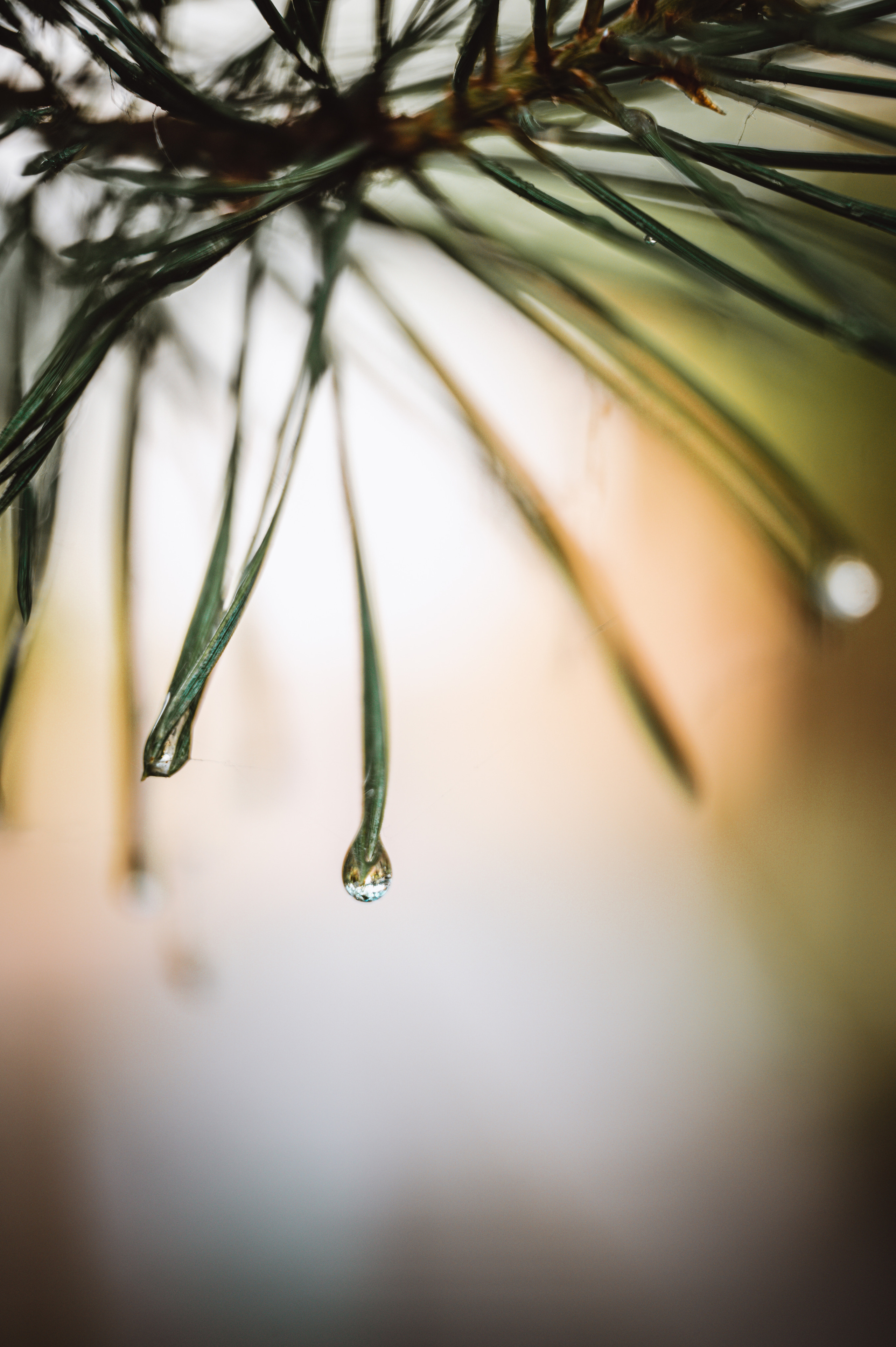 Растения 🍃. Главная