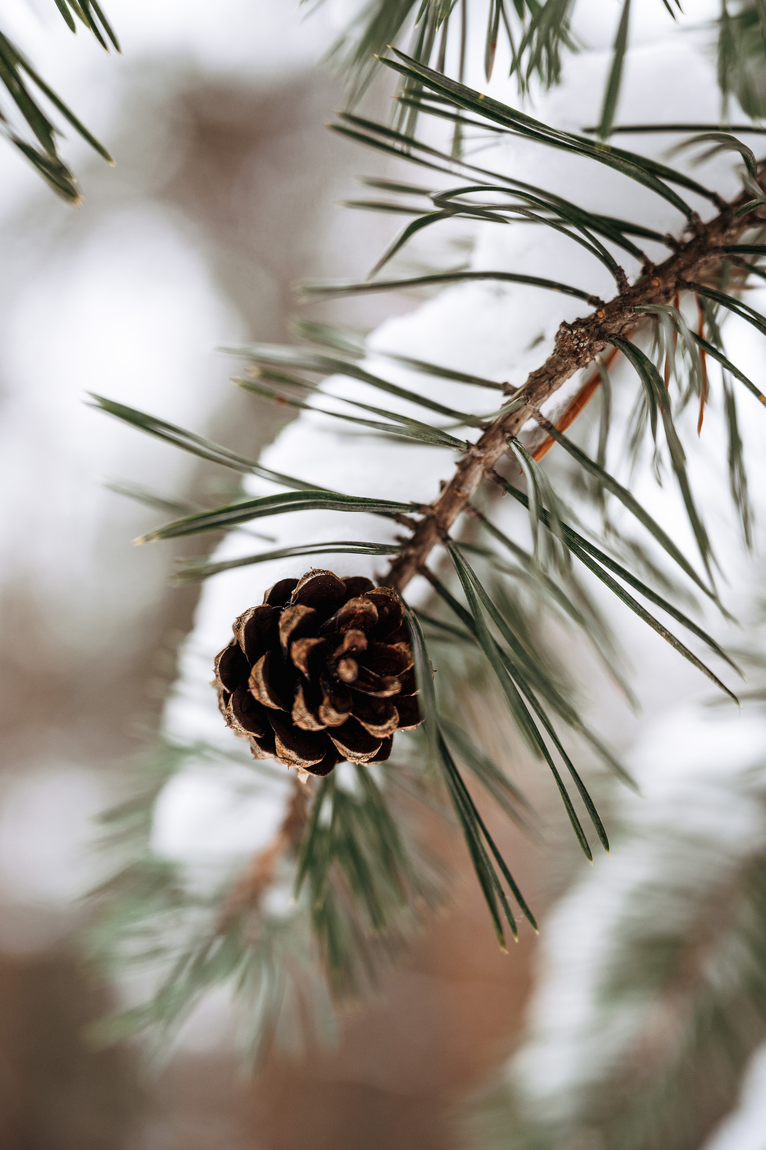 Растения 🍃. Главная