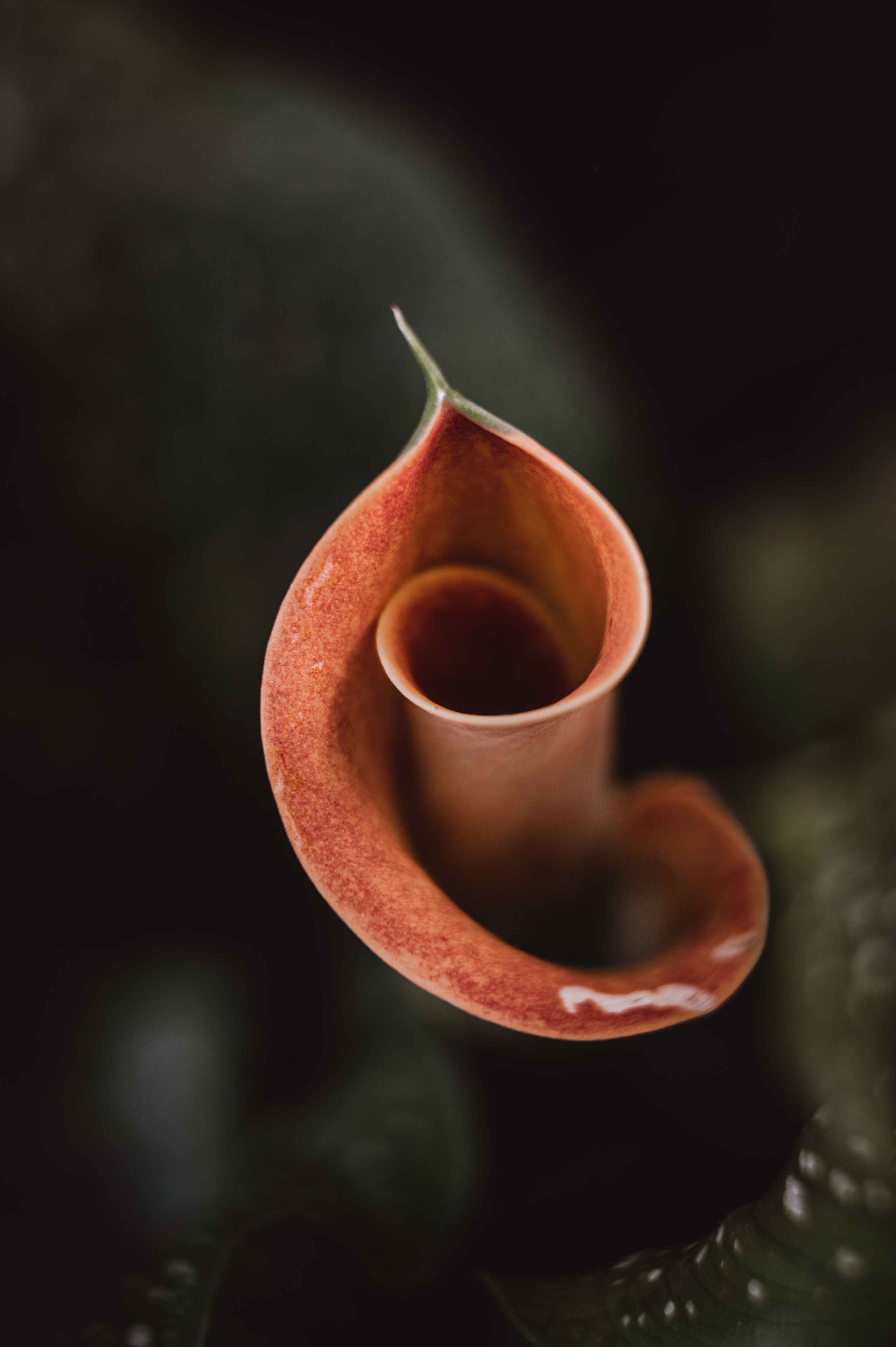 Растения 🍃. Главная