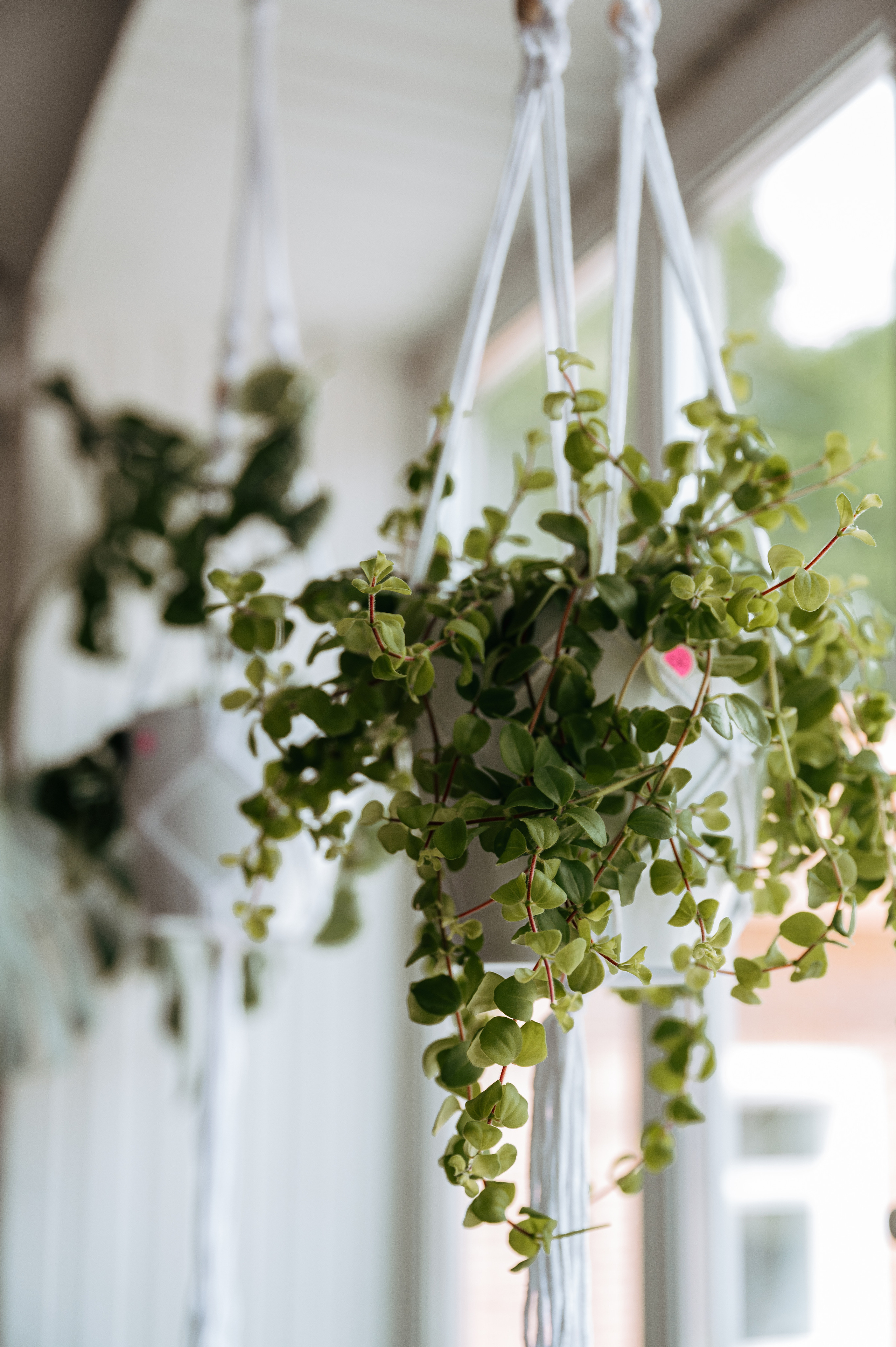 Растения 🍃. Главная